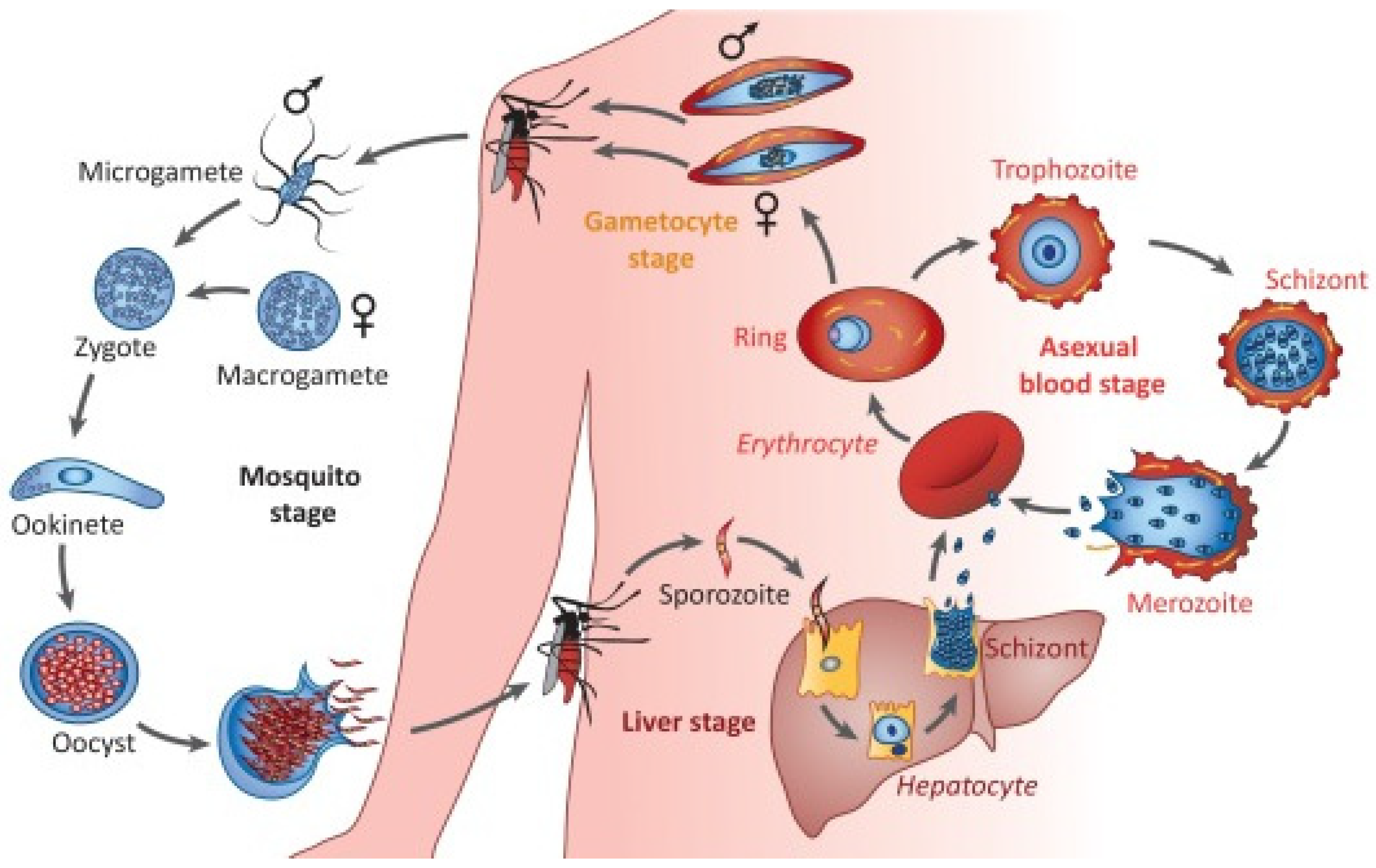 Заражение человека малярией происходит. Патогенез малярии схема. Цикл развития малярийного плазмодия. Малярия цикл развития плазмодия. Стадии жизненного цикла малярийного плазмодия.