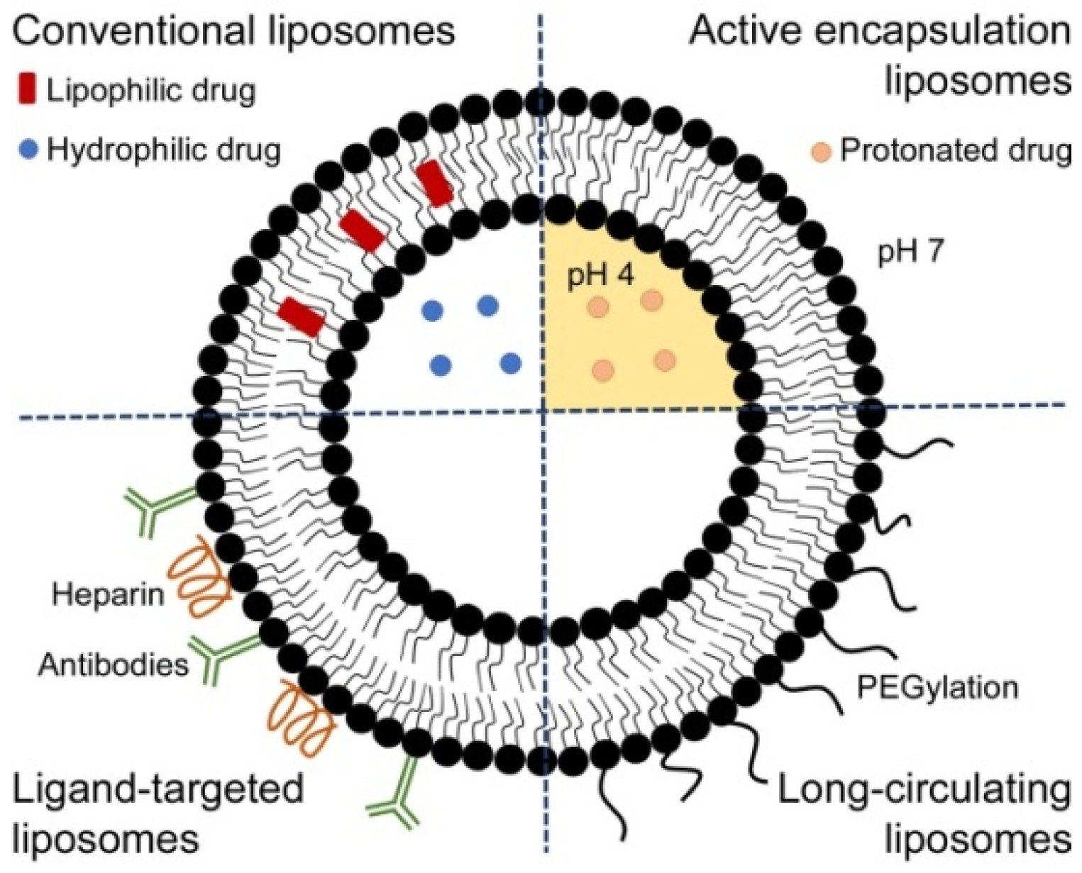 Pharmaceutics 13 02189 g002 Pharmaceutics 13 02189 g002
