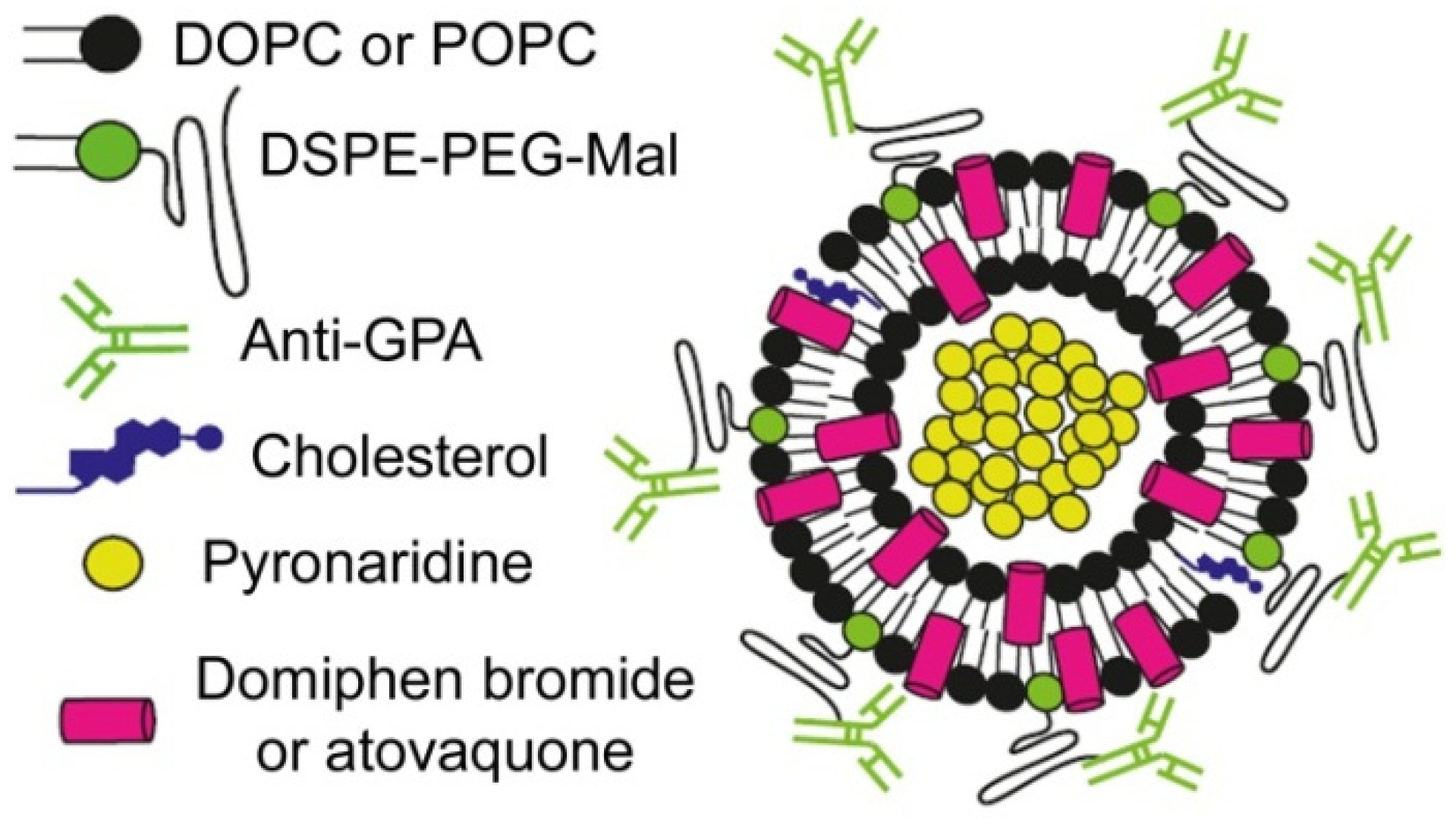 Pharmaceutics 13 02189 g005 Pharmaceutics 13 02189 g005