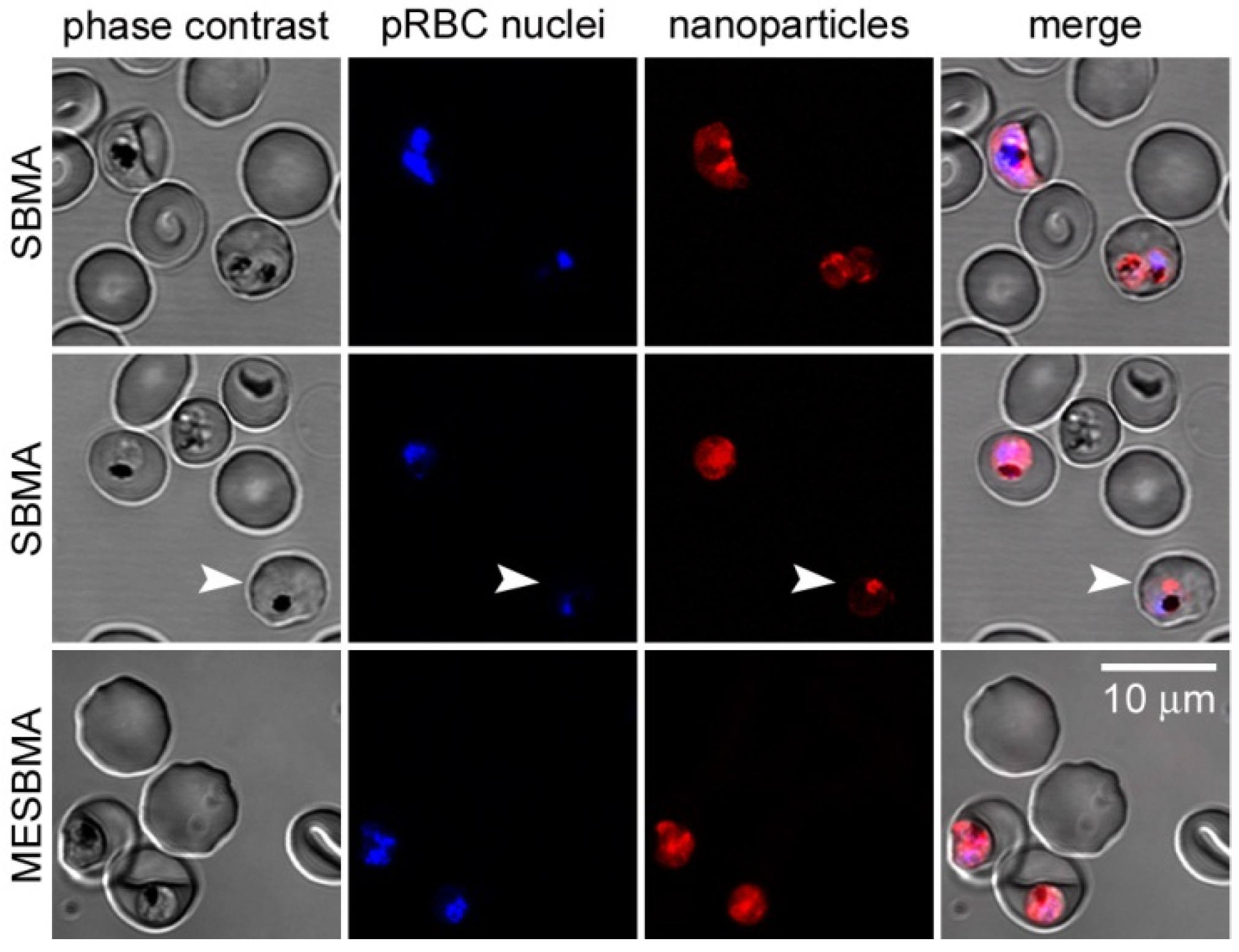 Pharmaceutics 13 02189 g006 Pharmaceutics 13 02189 g006