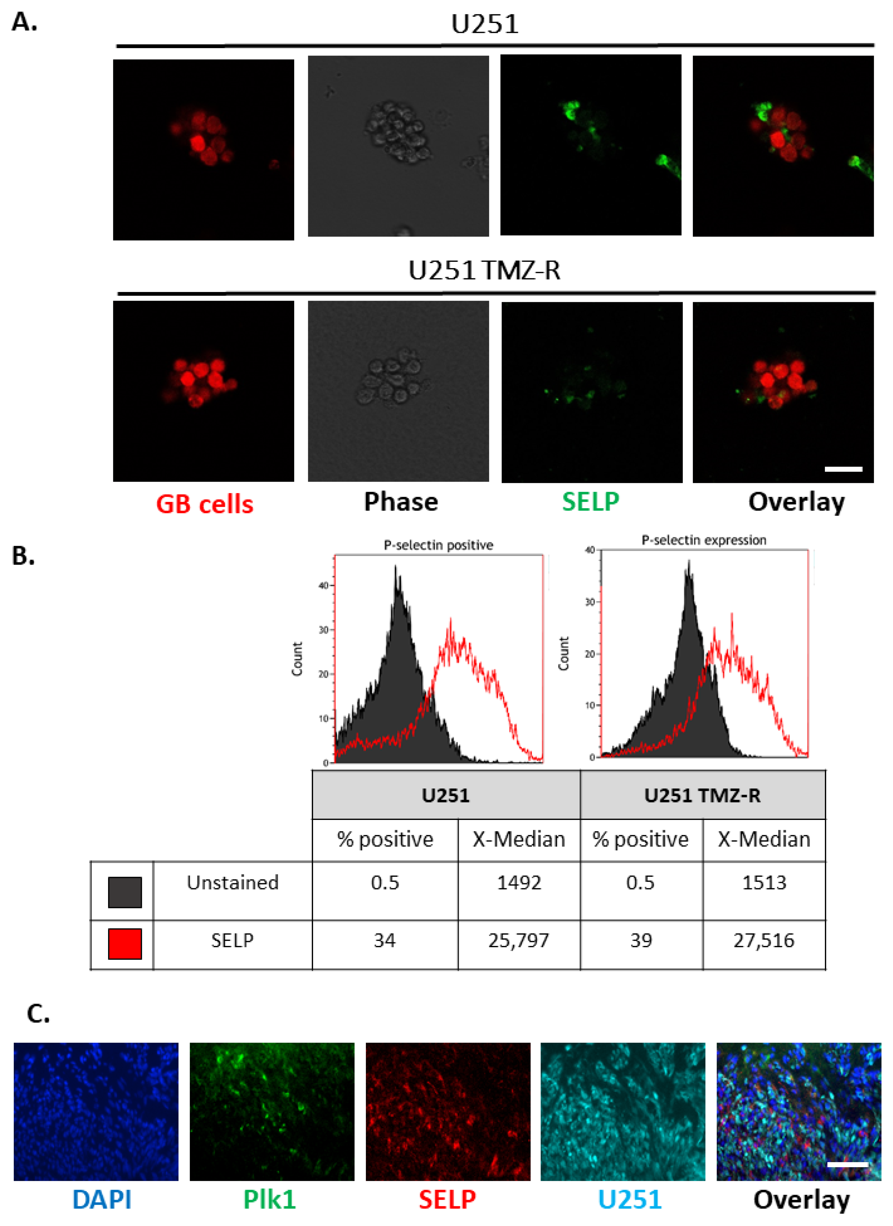 Pharmaceutics 13 02199 g004 550
