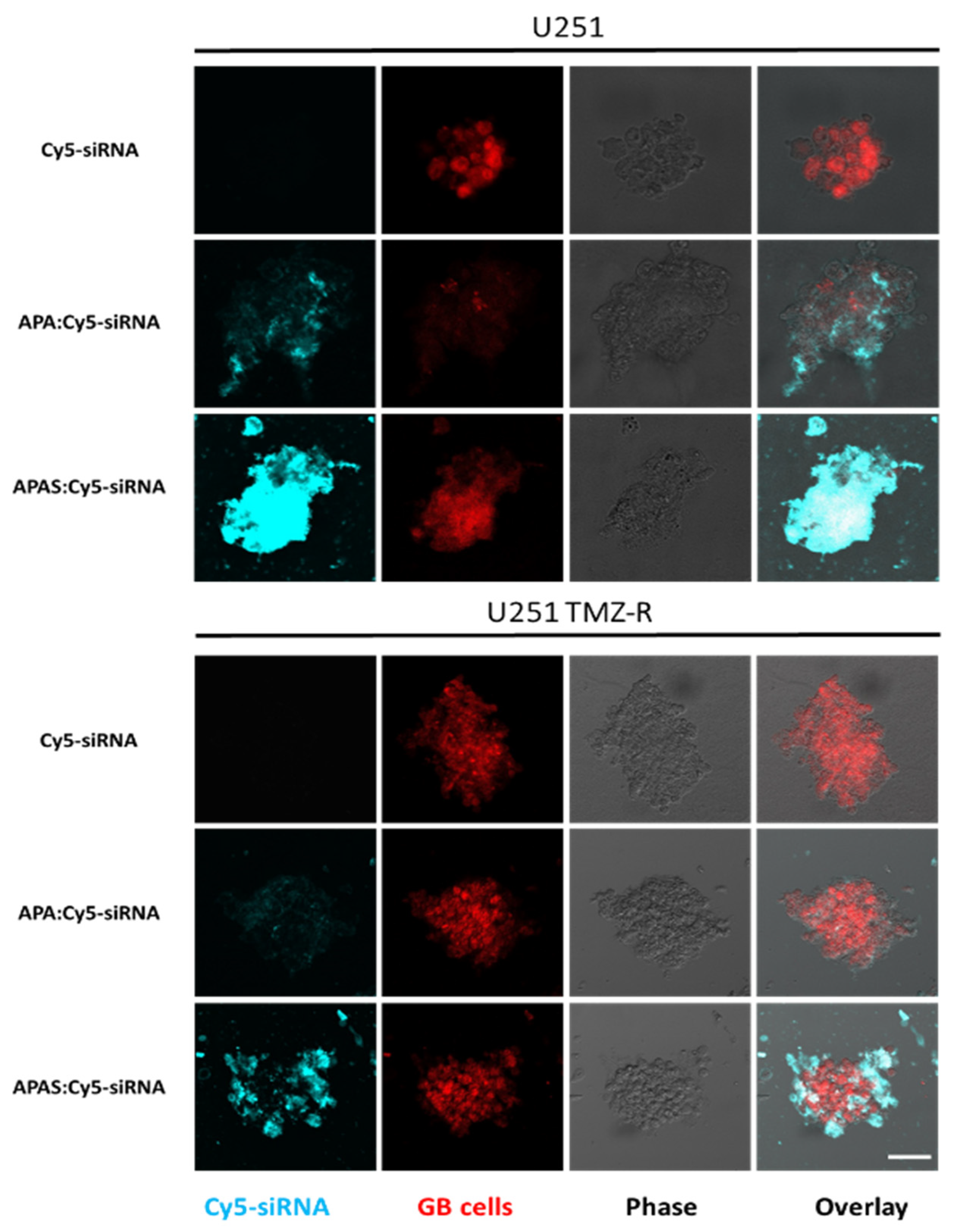Pharmaceutics 13 02199 g007 550