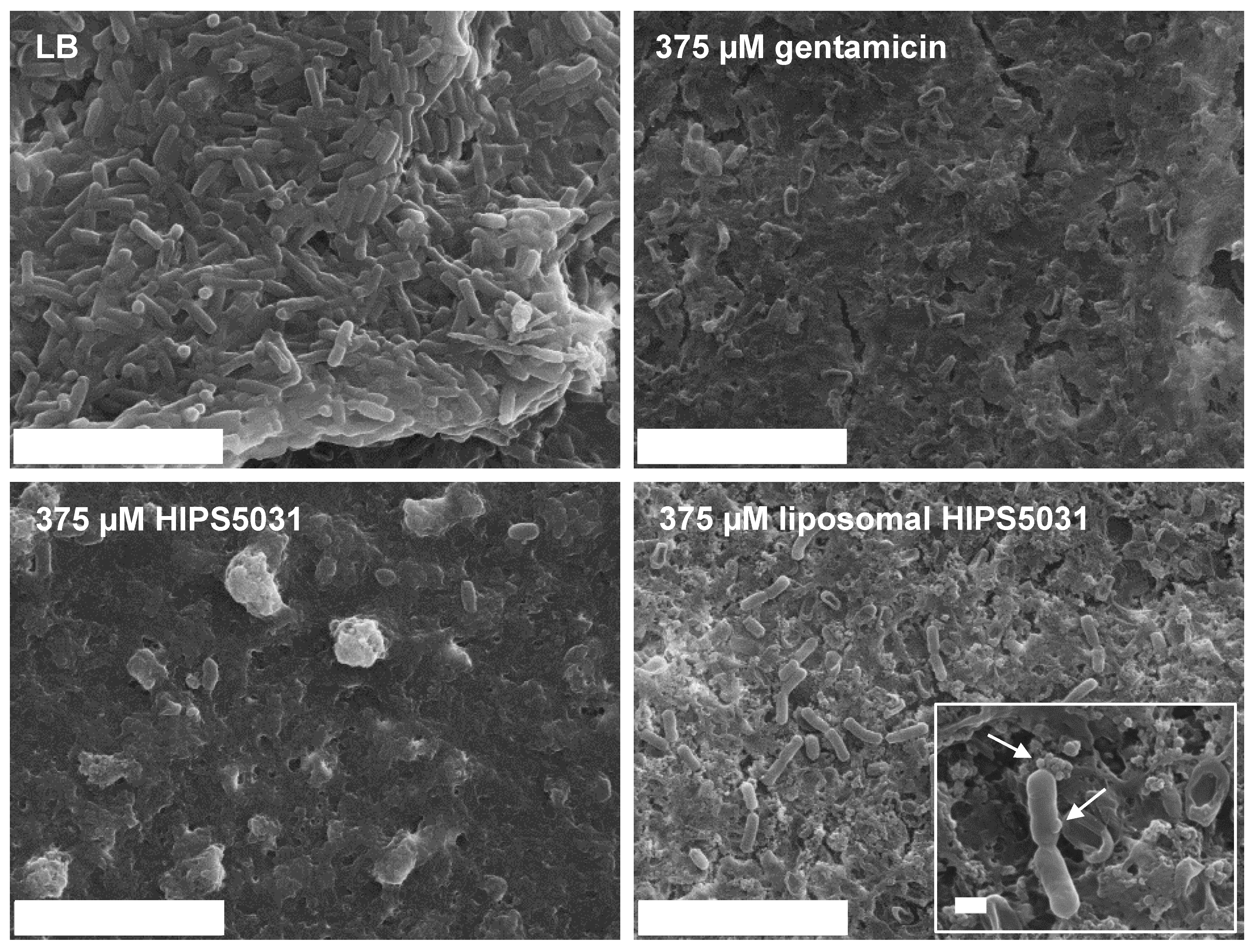 Pharmaceutics 14 00004 g007
