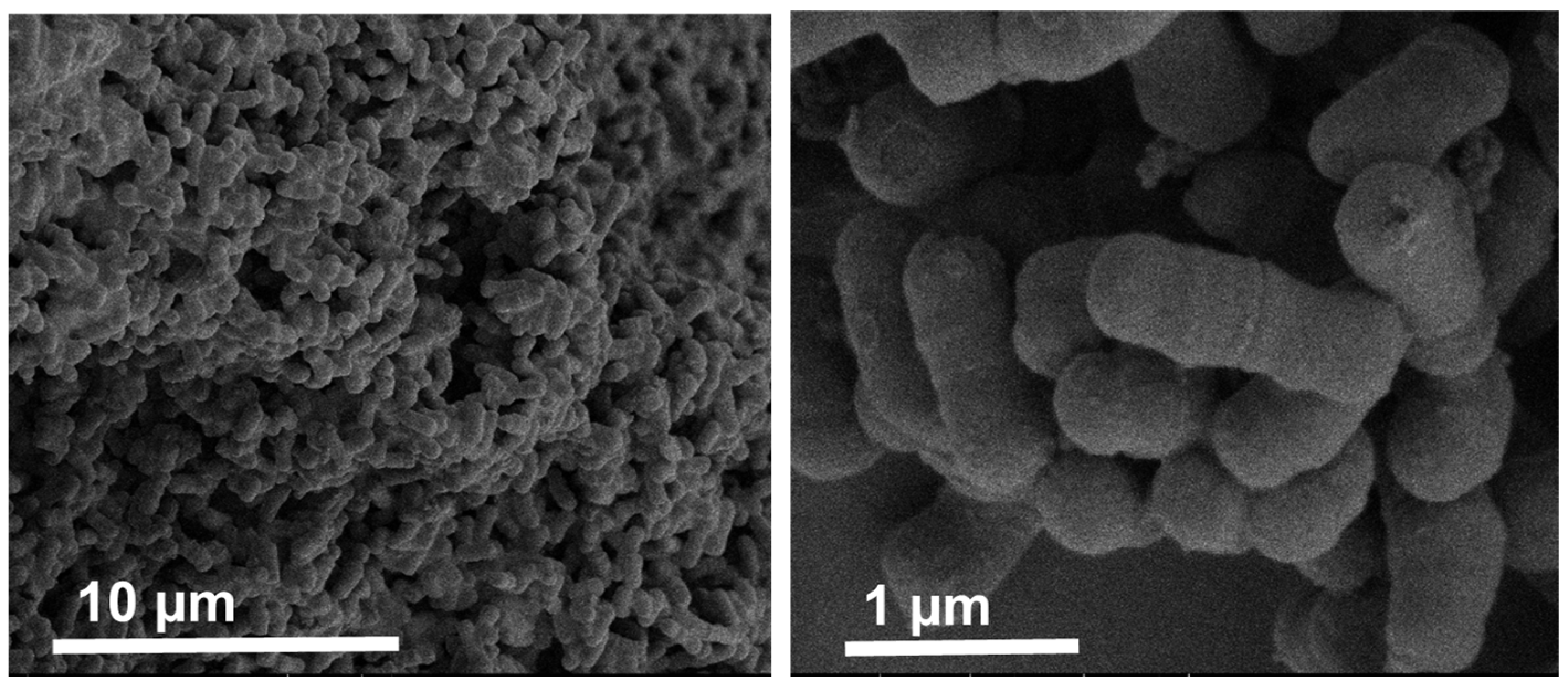 Pharmaceutics 14 00007 g001