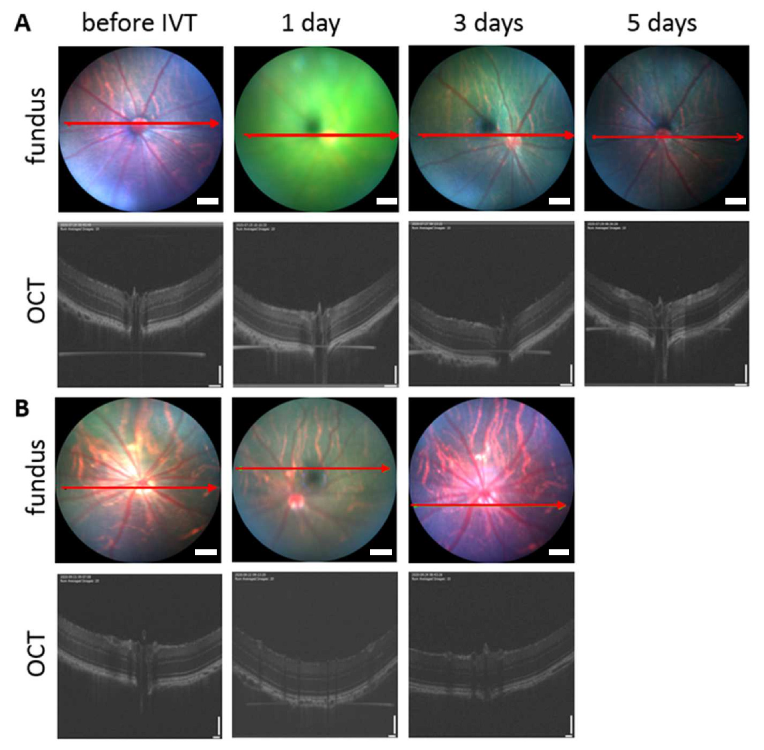 Pharmaceutics 14 00012 g011 550