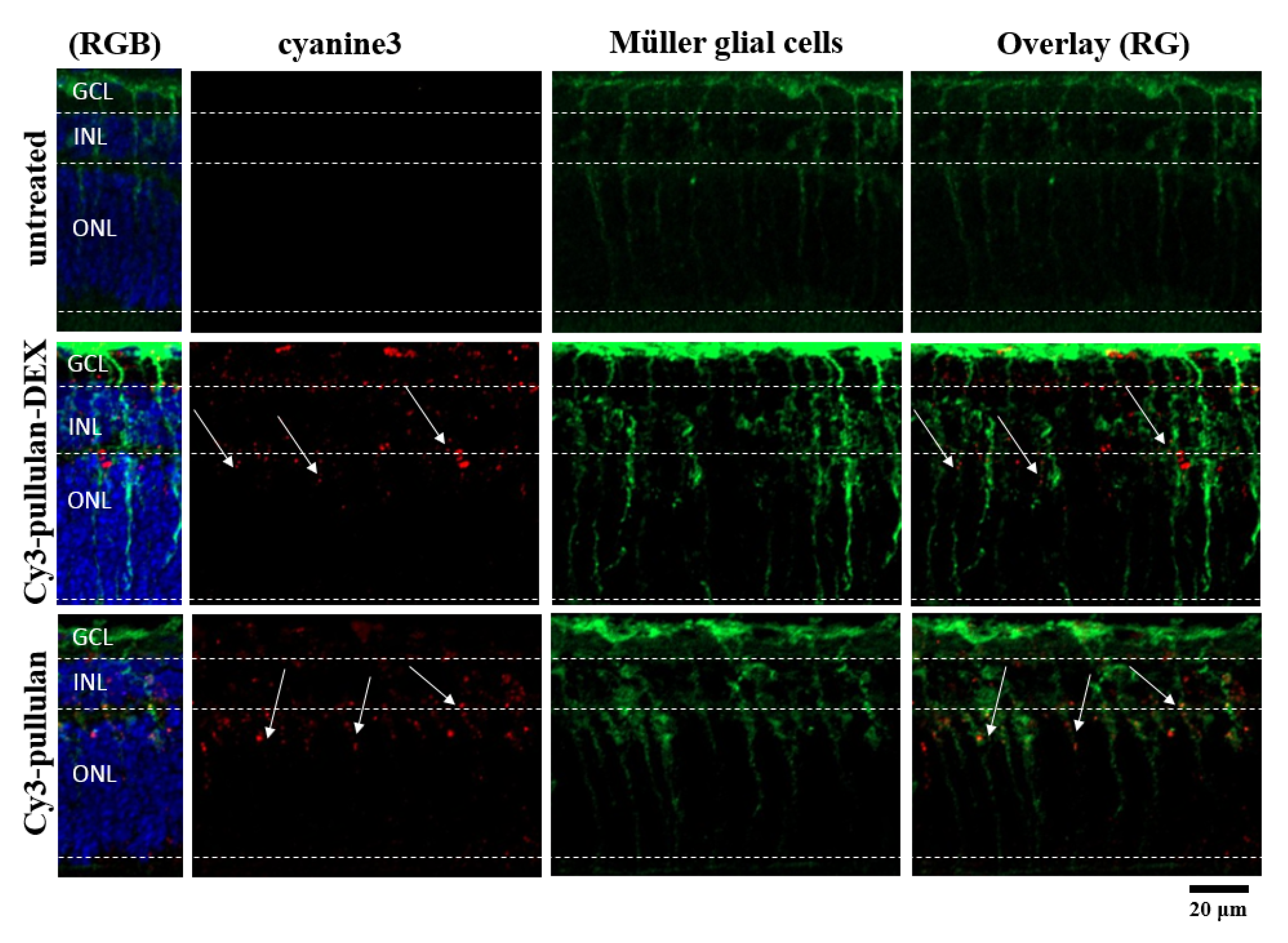 Pharmaceutics 14 00012 g012 550