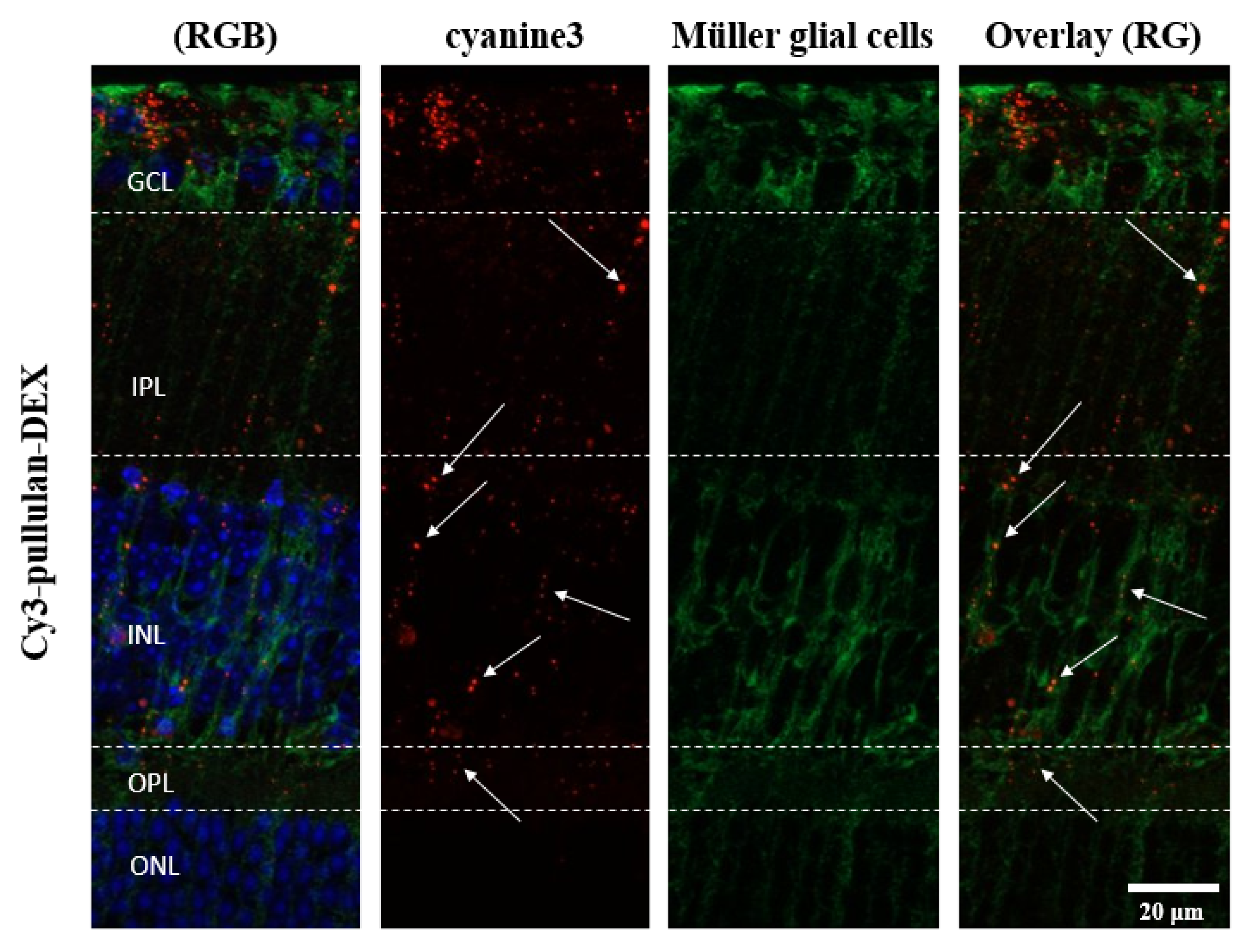 Pharmaceutics 14 00012 g014 550