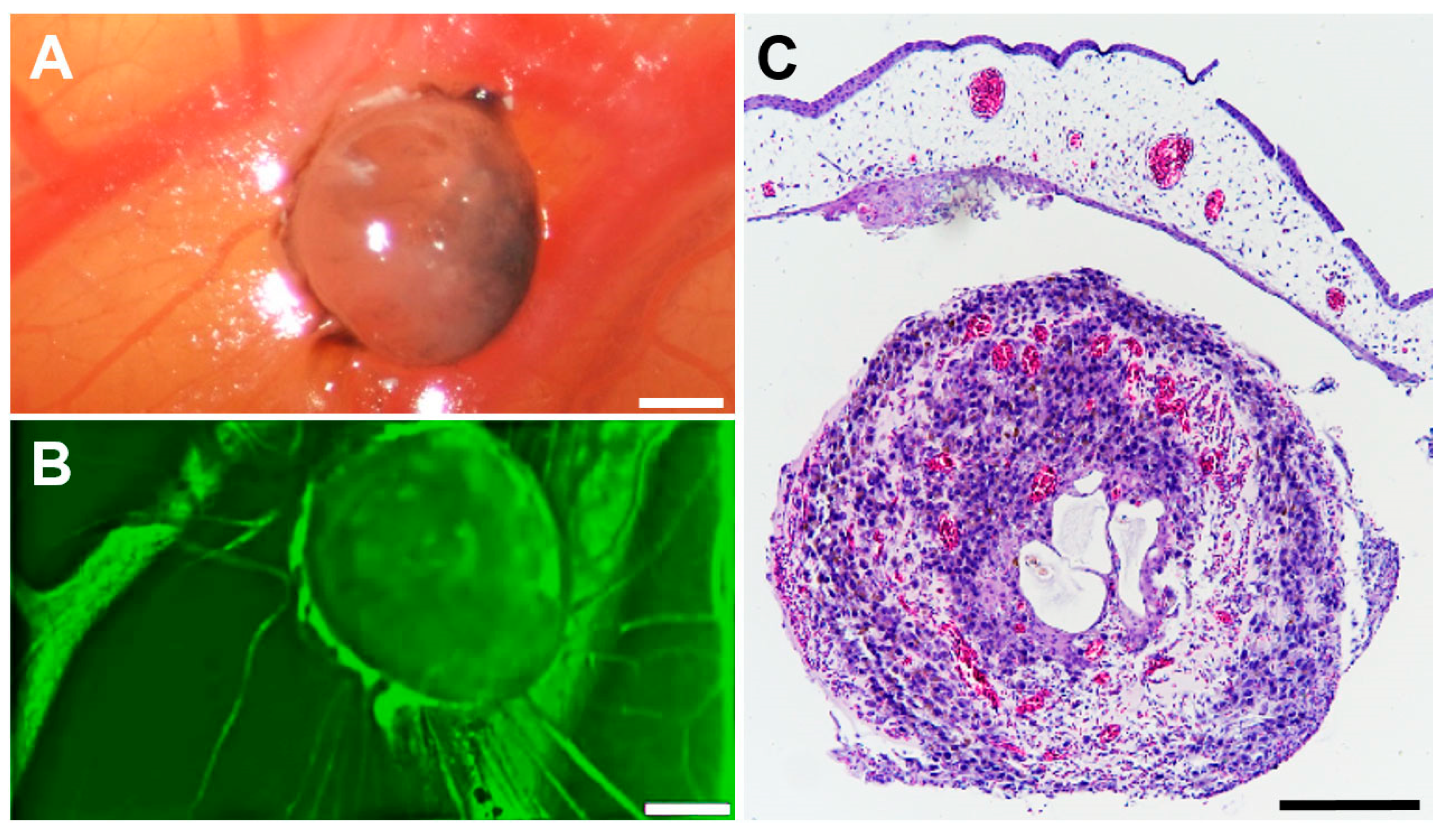 Pharmaceutics 14 00013 g005
