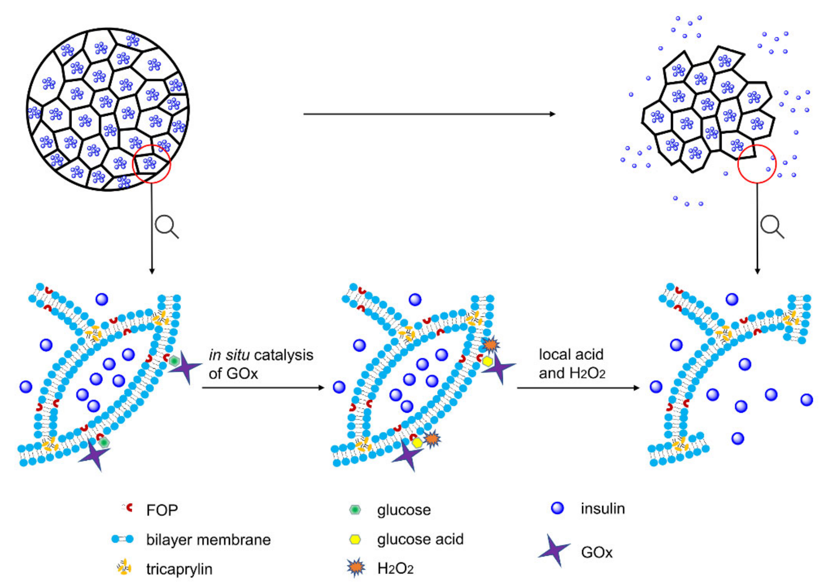Pharmaceutics 14 00021 g001 550