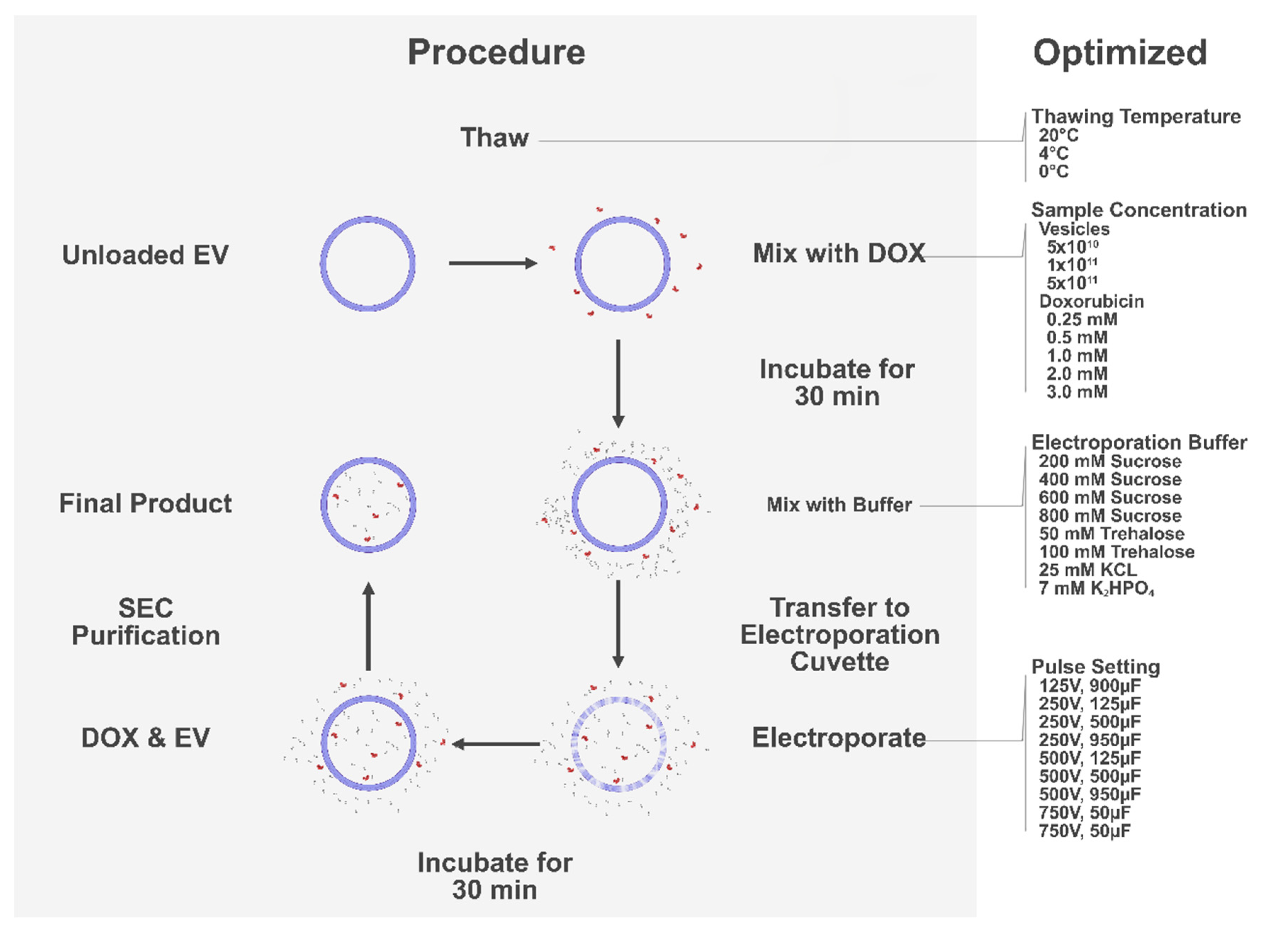 Pharmaceutics 14 00038 g001