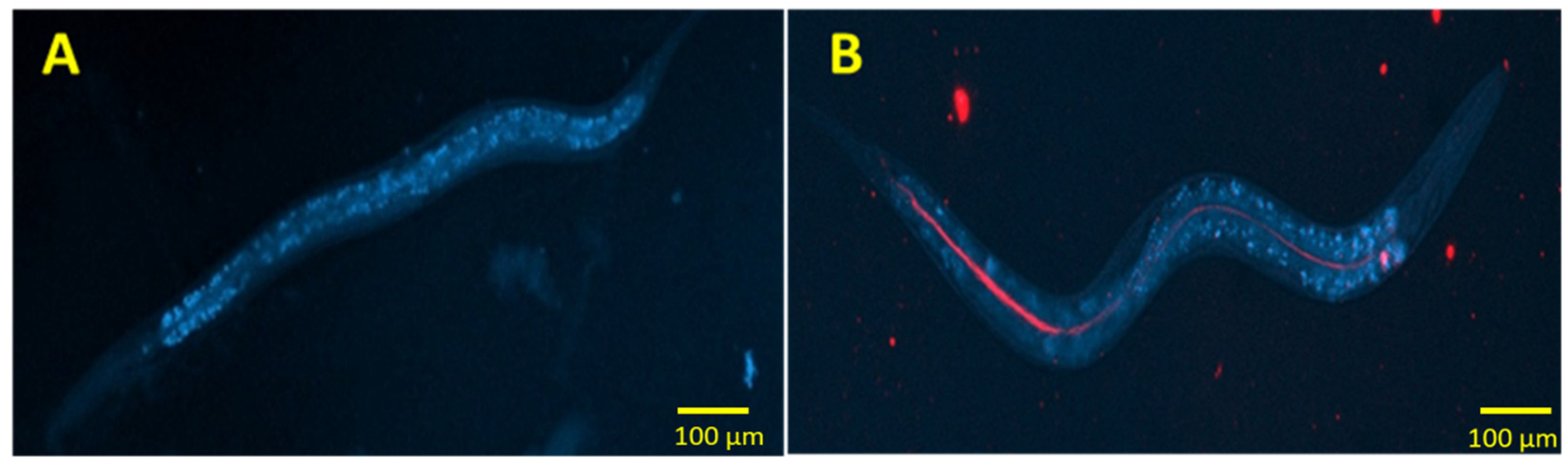 Pharmaceutics 14 00039 g007