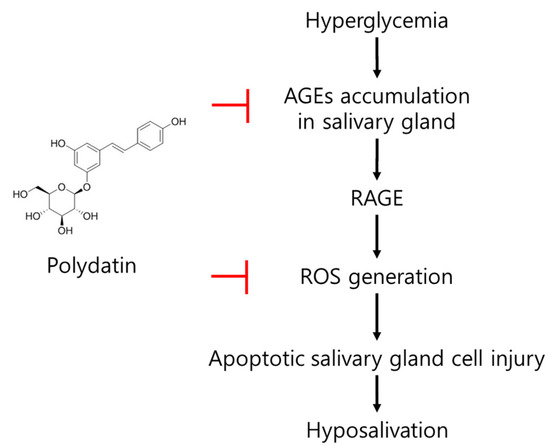 The possible mode of action of polydatin on diabetes-induced hypofunction of salivary glands. The possible mode of action of polydatin on diabetes-induced hypofunction of salivary glands.