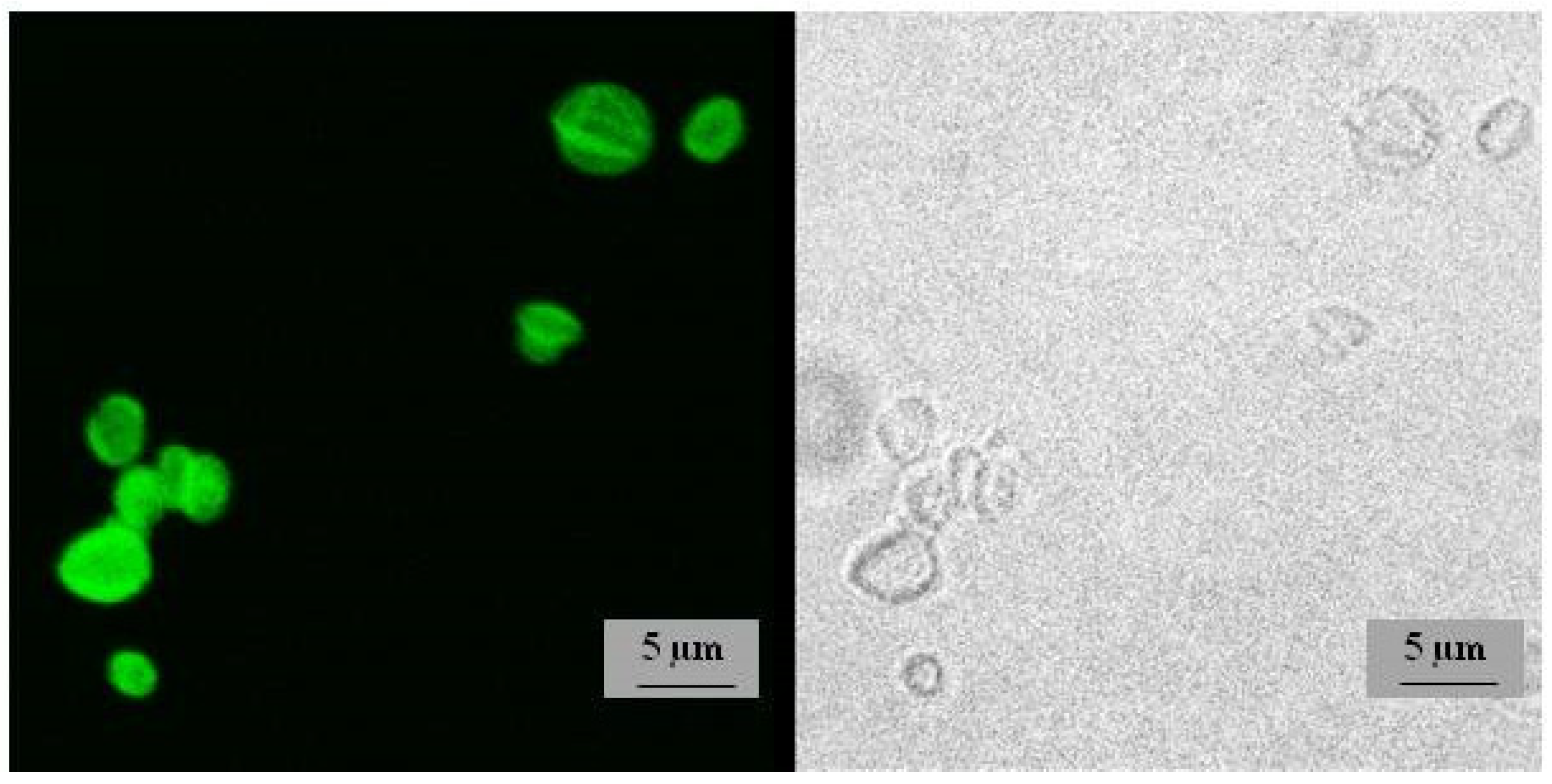 Pharmaceutics 14 00065 g0a5