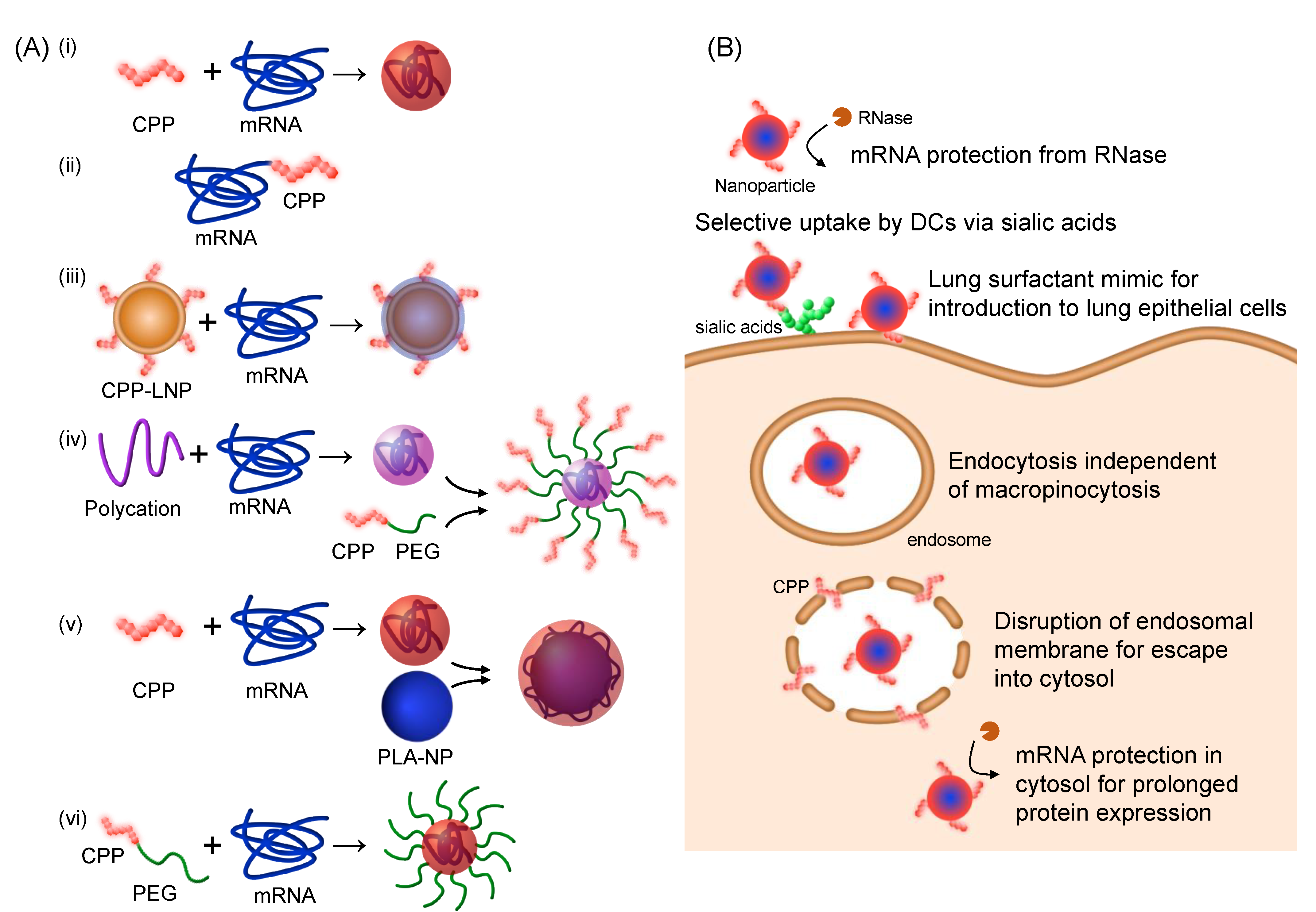 Pharmaceutics 14 00078 g001 Pharmaceutics 14 00078 g001