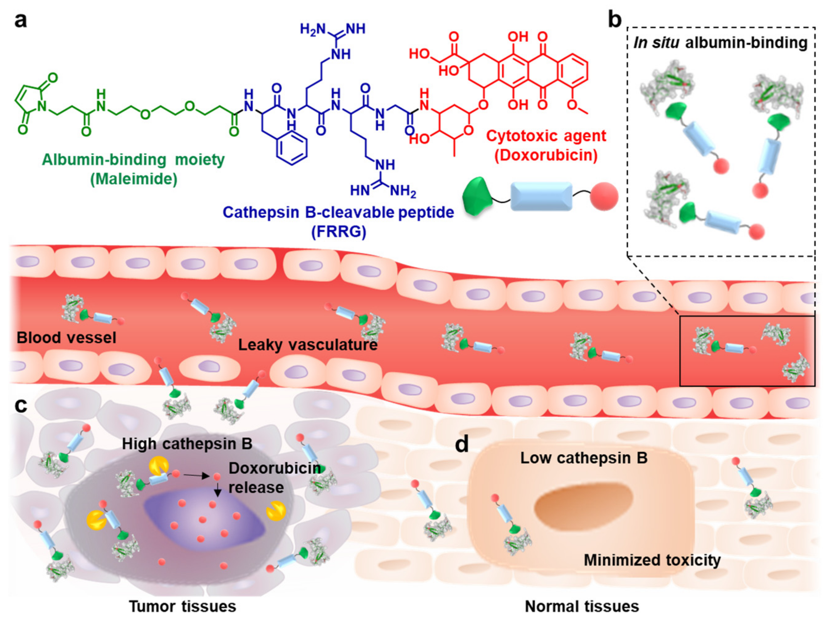 Pharmaceutics 14 00083 g001 550