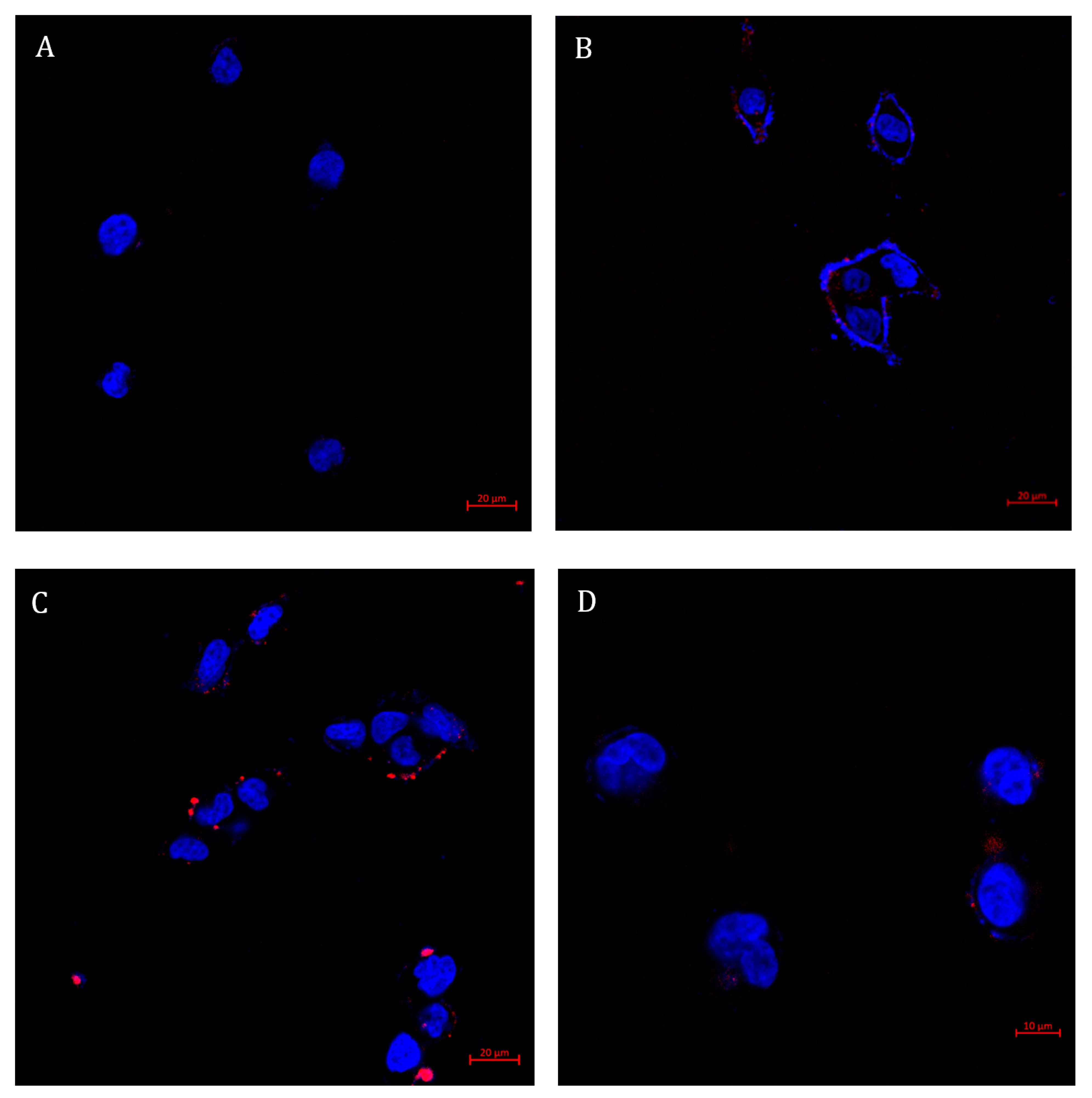 Pharmaceutics 14 00088 g009 550