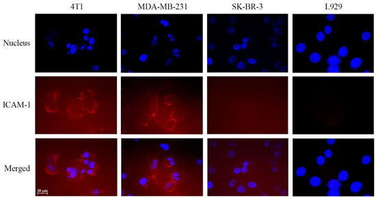 ICAM-1 Targeted Drug Combination Nanoparticles Enhanced