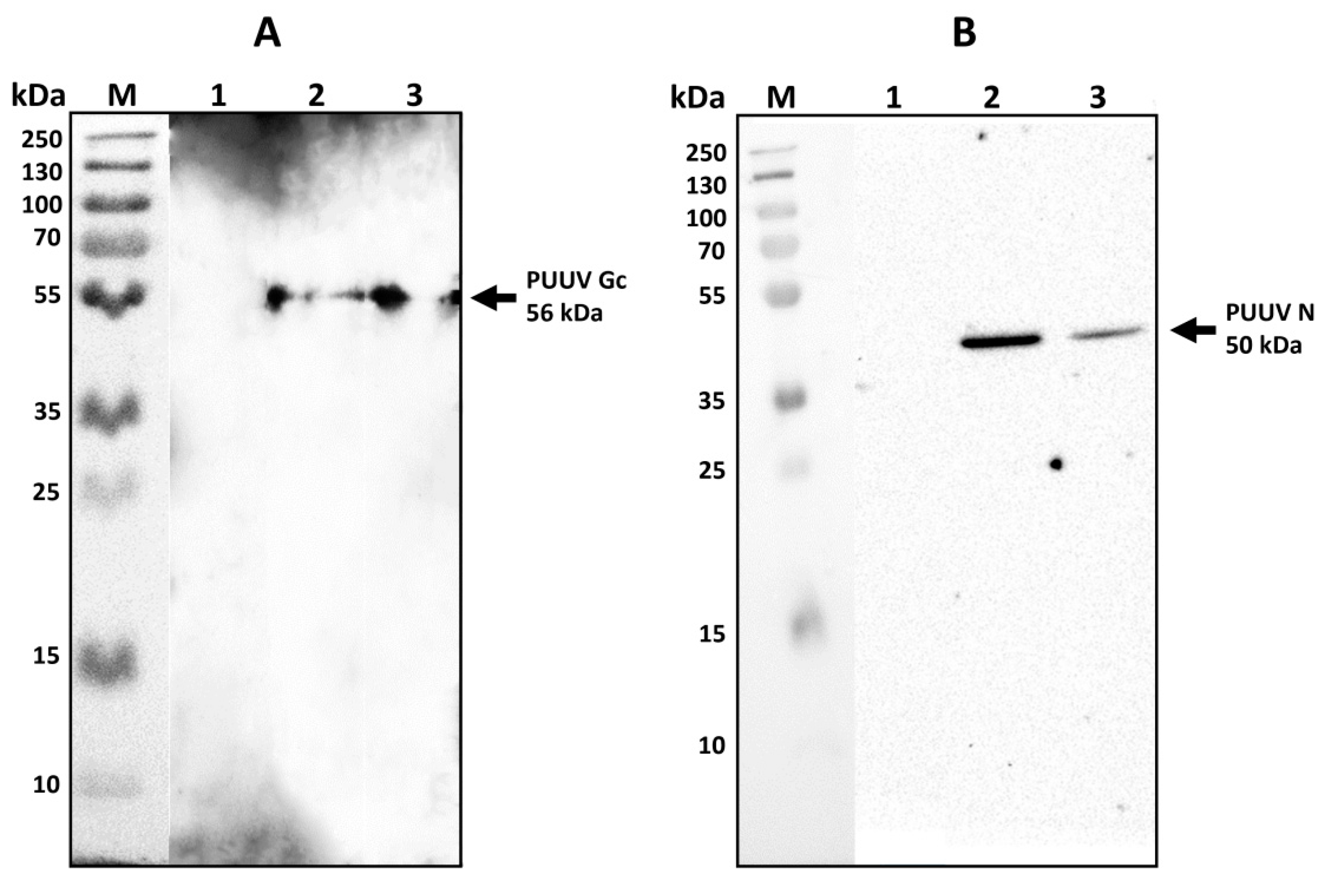 Immunogenic Properties of MVs Containing Structural