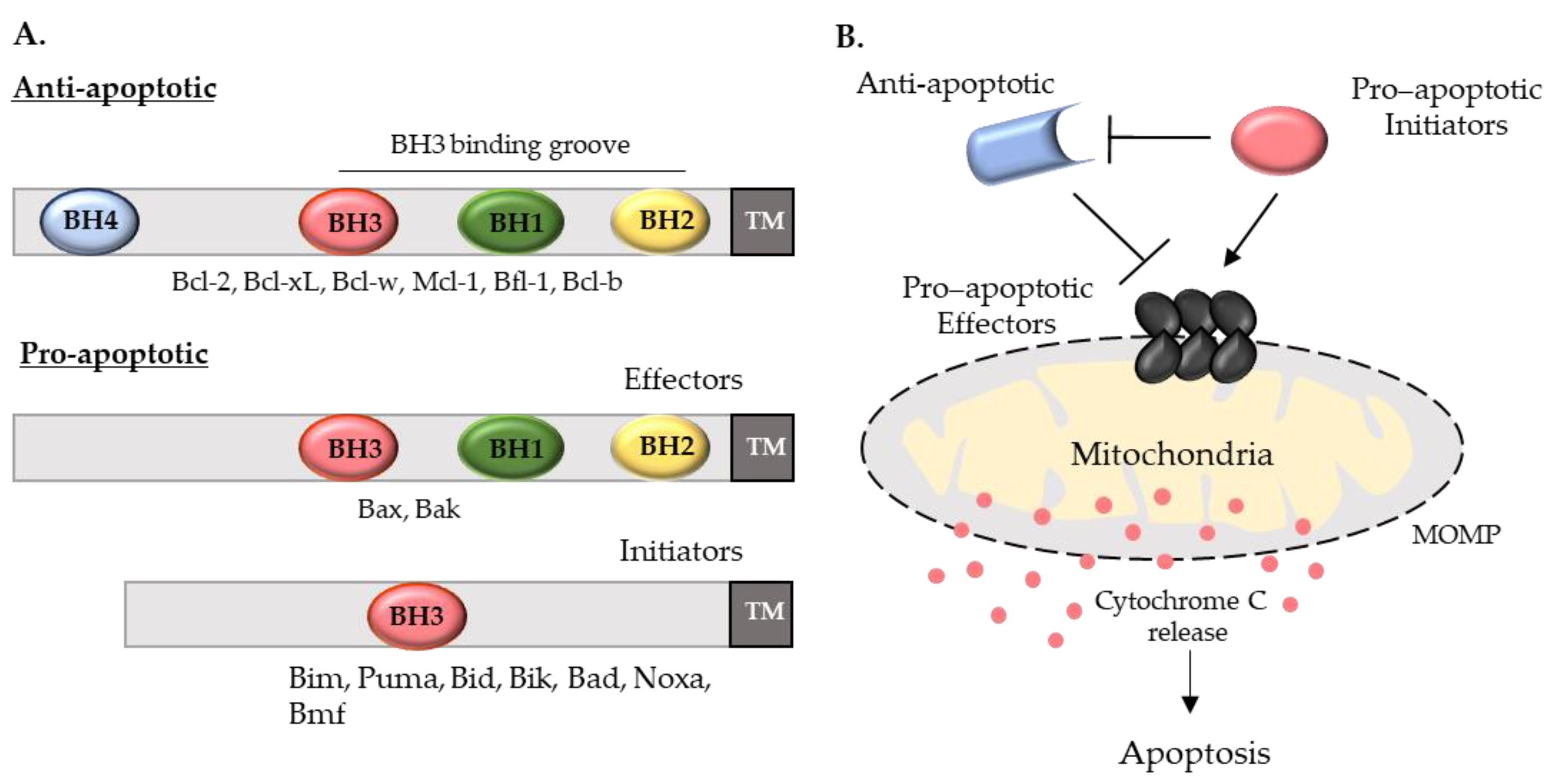 A. In cancer cells, excessive production of BCL-2 sequesters and