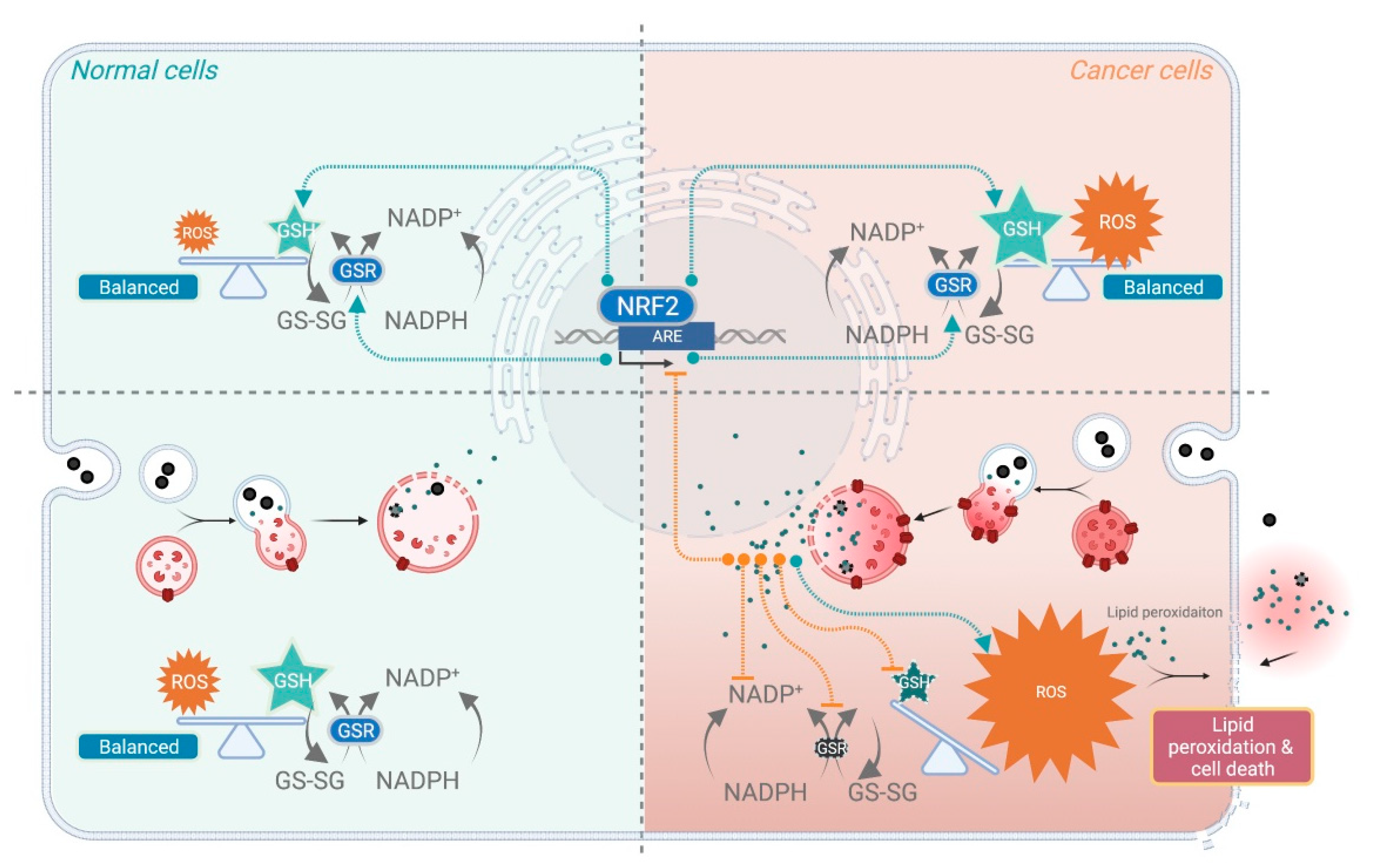 Pharmaceutics 14 00099 g001 550