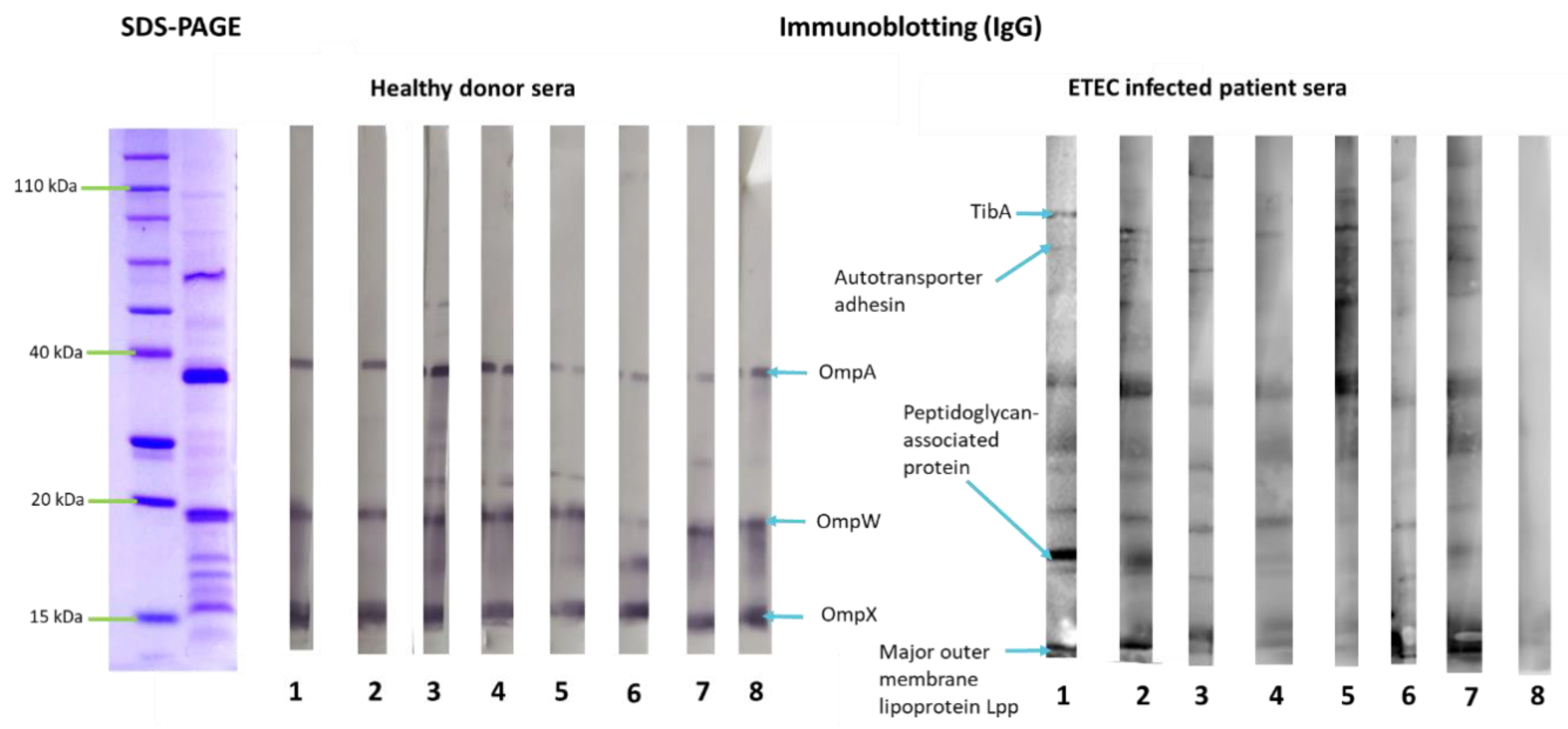Pharmaceutics 14 00123 g002