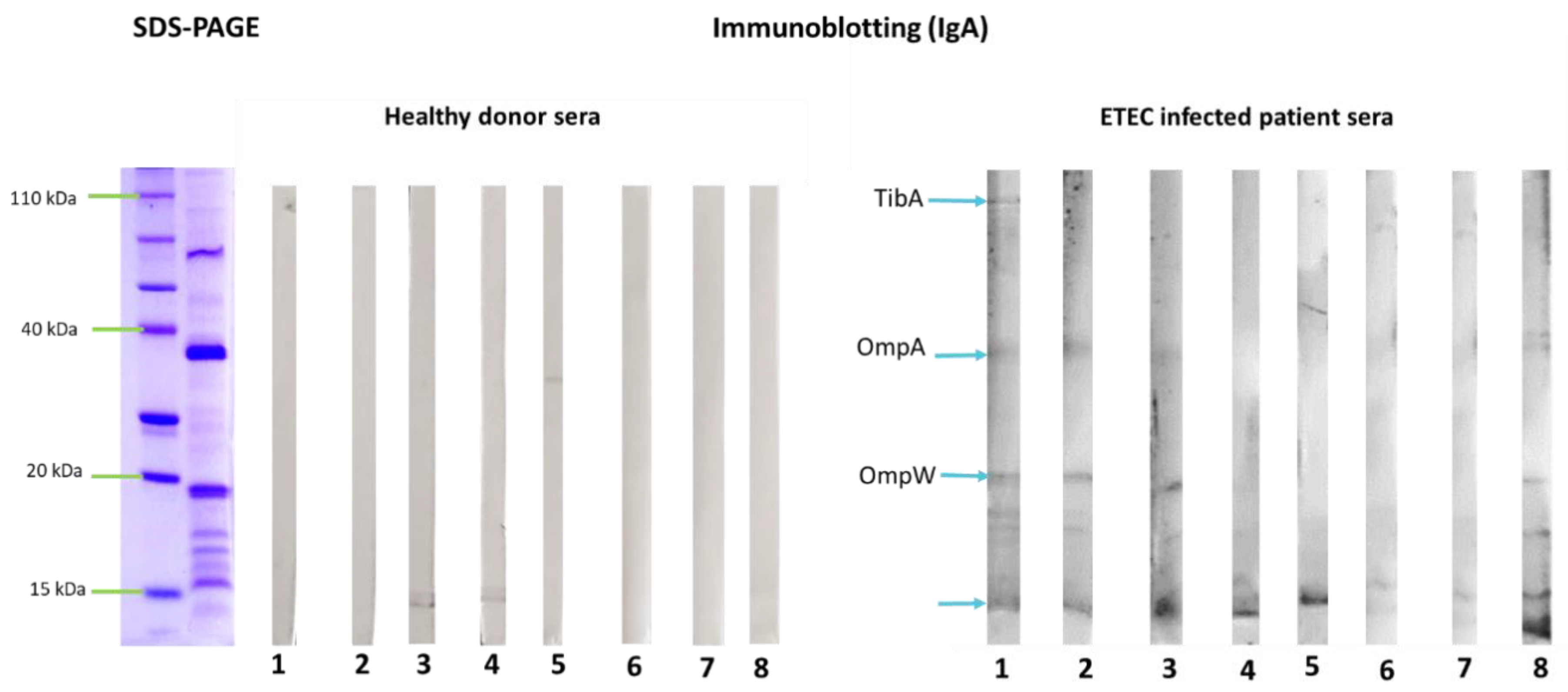 Pharmaceutics 14 00123 g003