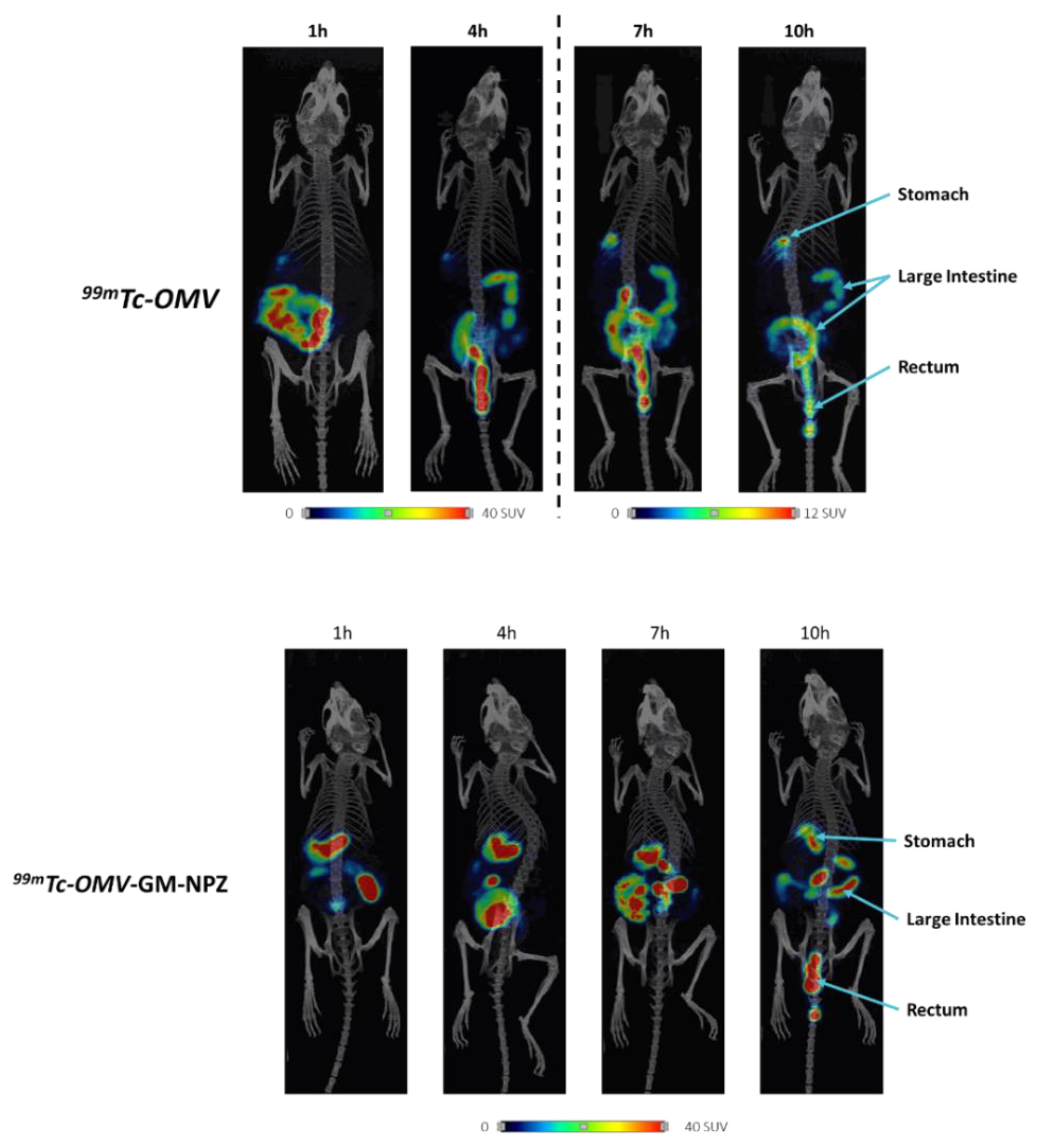 Pharmaceutics 14 00123 g004