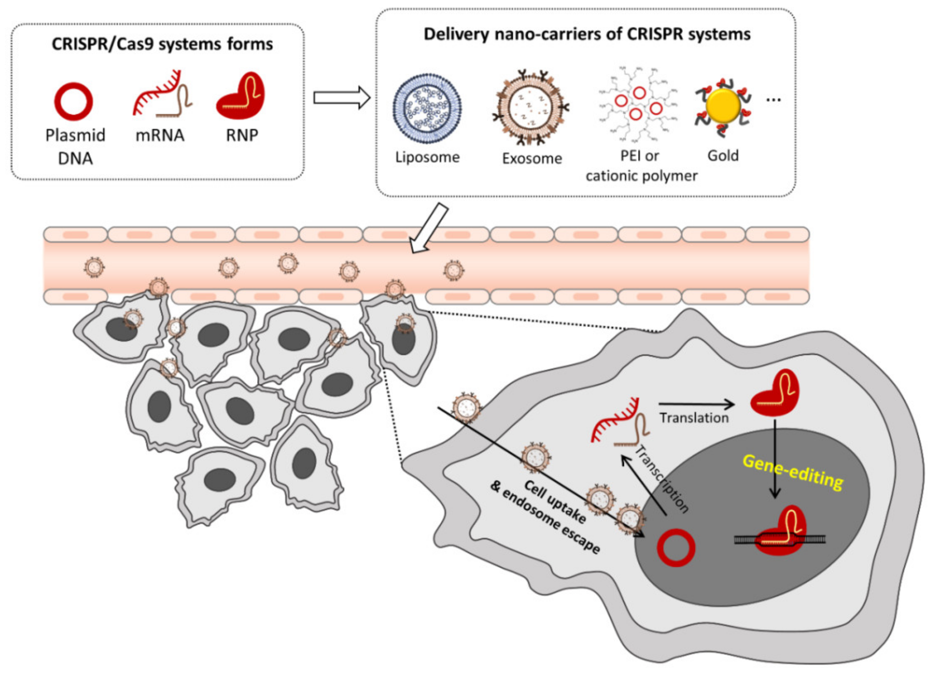 Assigning functionality to cysteines by base editing of cancer