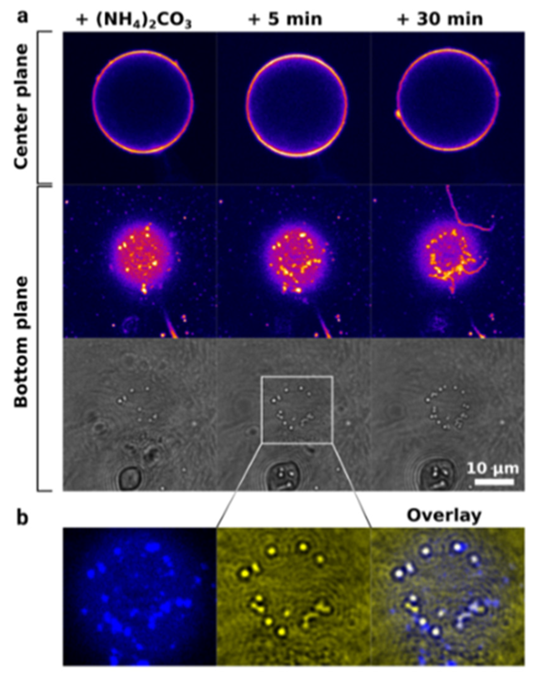 Pharmaceutics 14 00139 g004 Pharmaceutics 14 00139 g004
