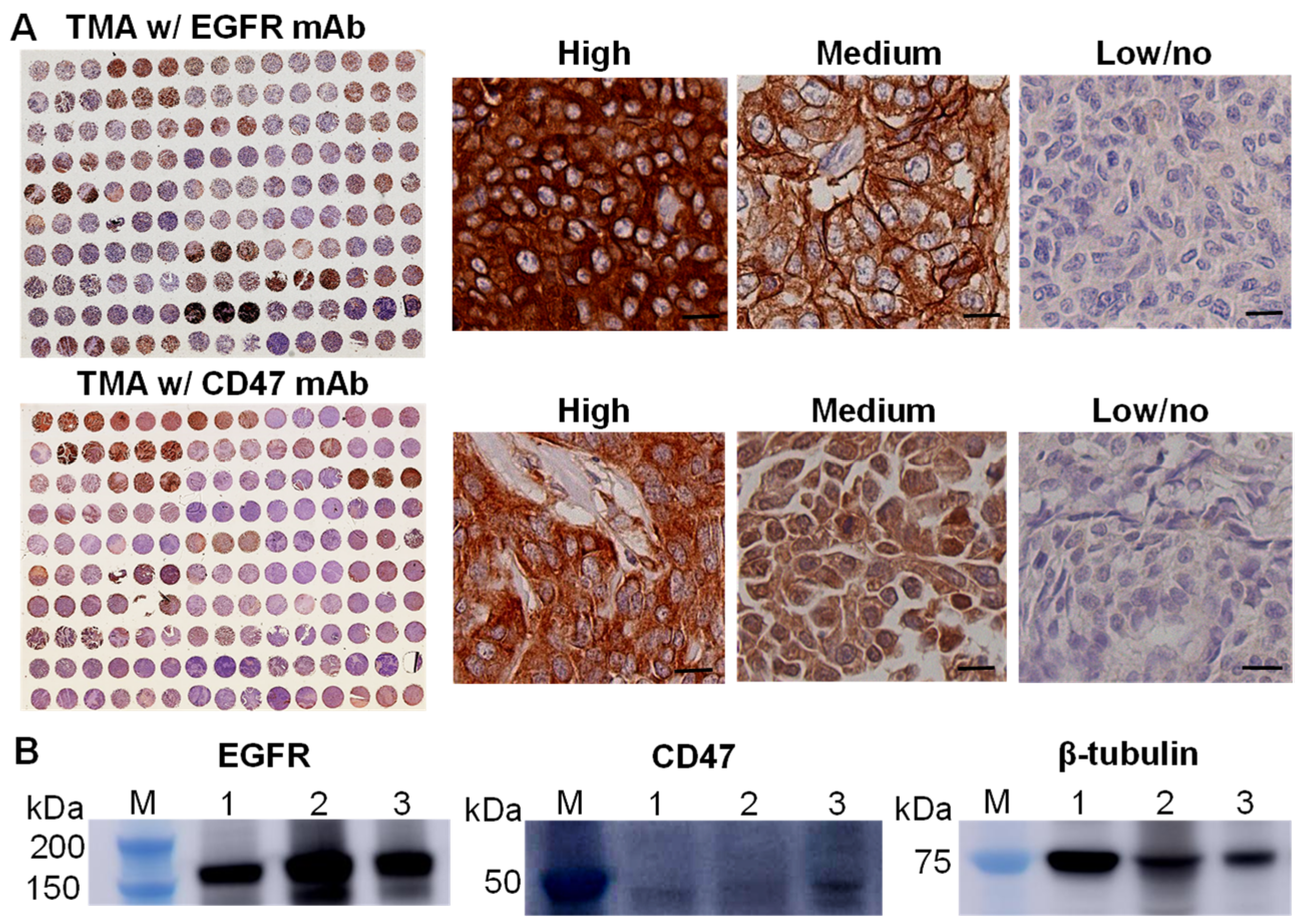 Pharmaceutics 14 00146 g001