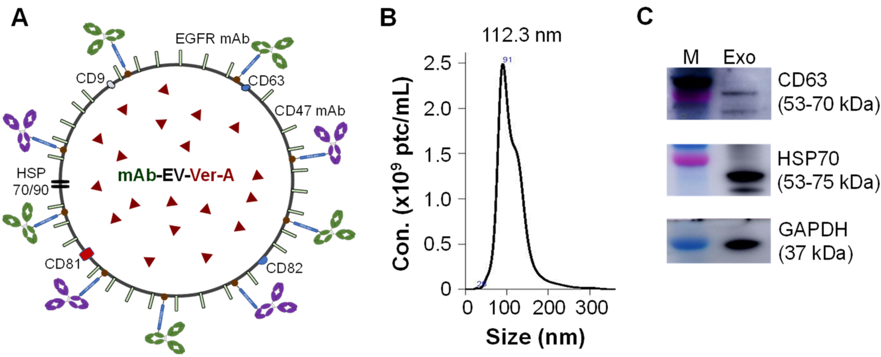 Pharmaceutics 14 00146 g002