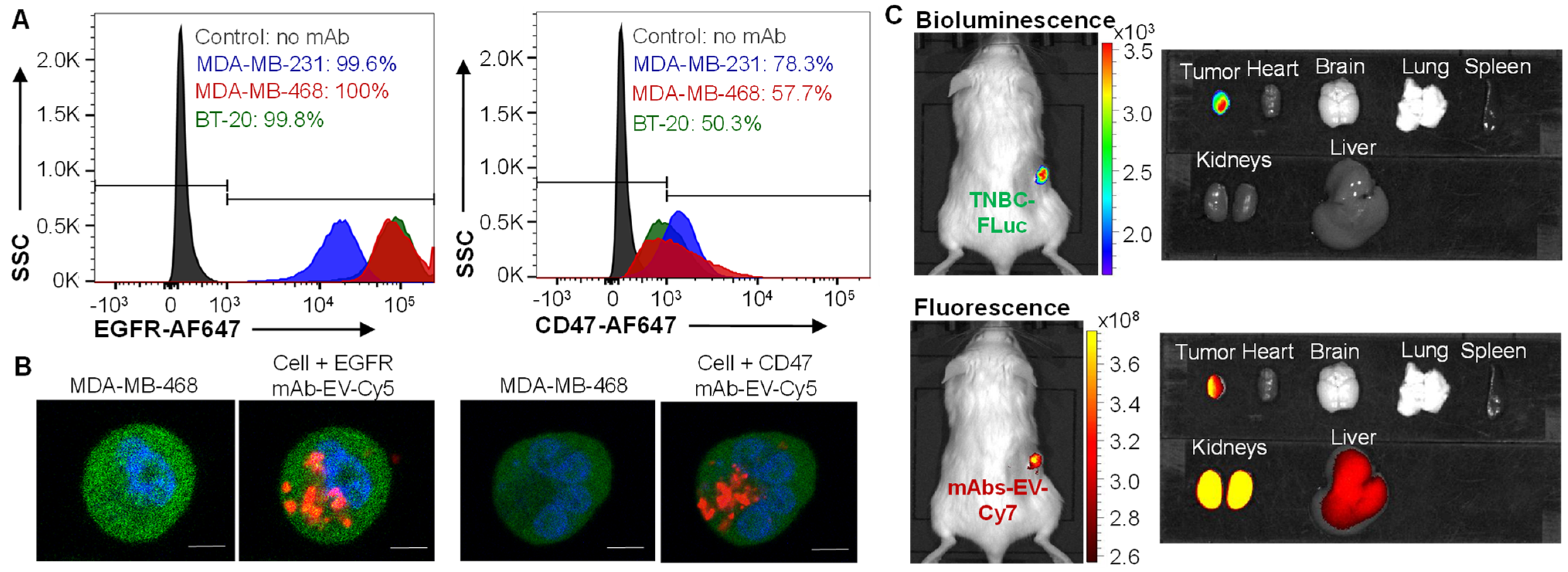 Pharmaceutics 14 00146 g003