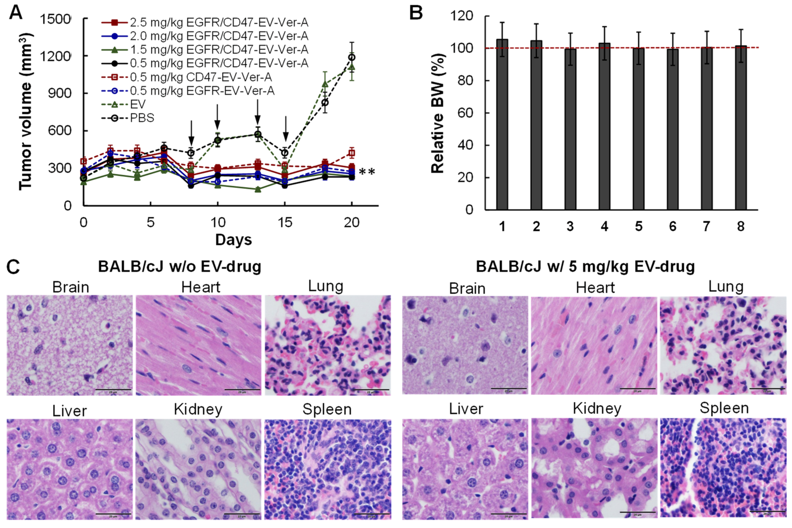 Pharmaceutics 14 00146 g005