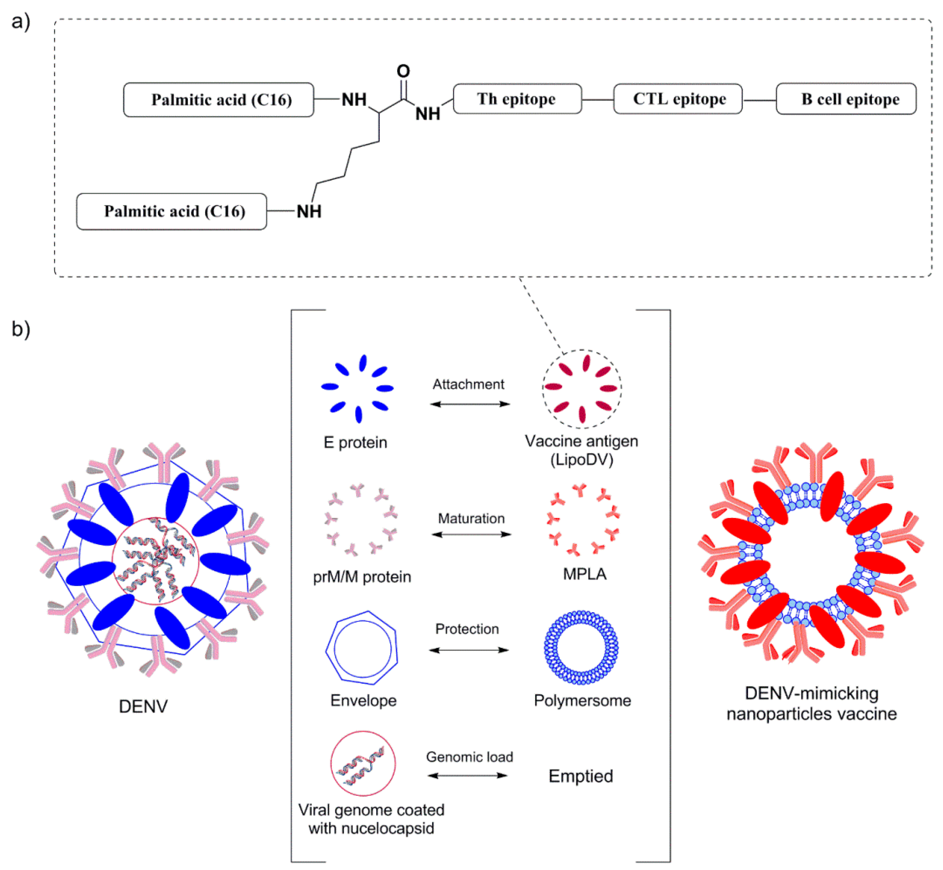 Pharmaceutics 14 00156 g001 550