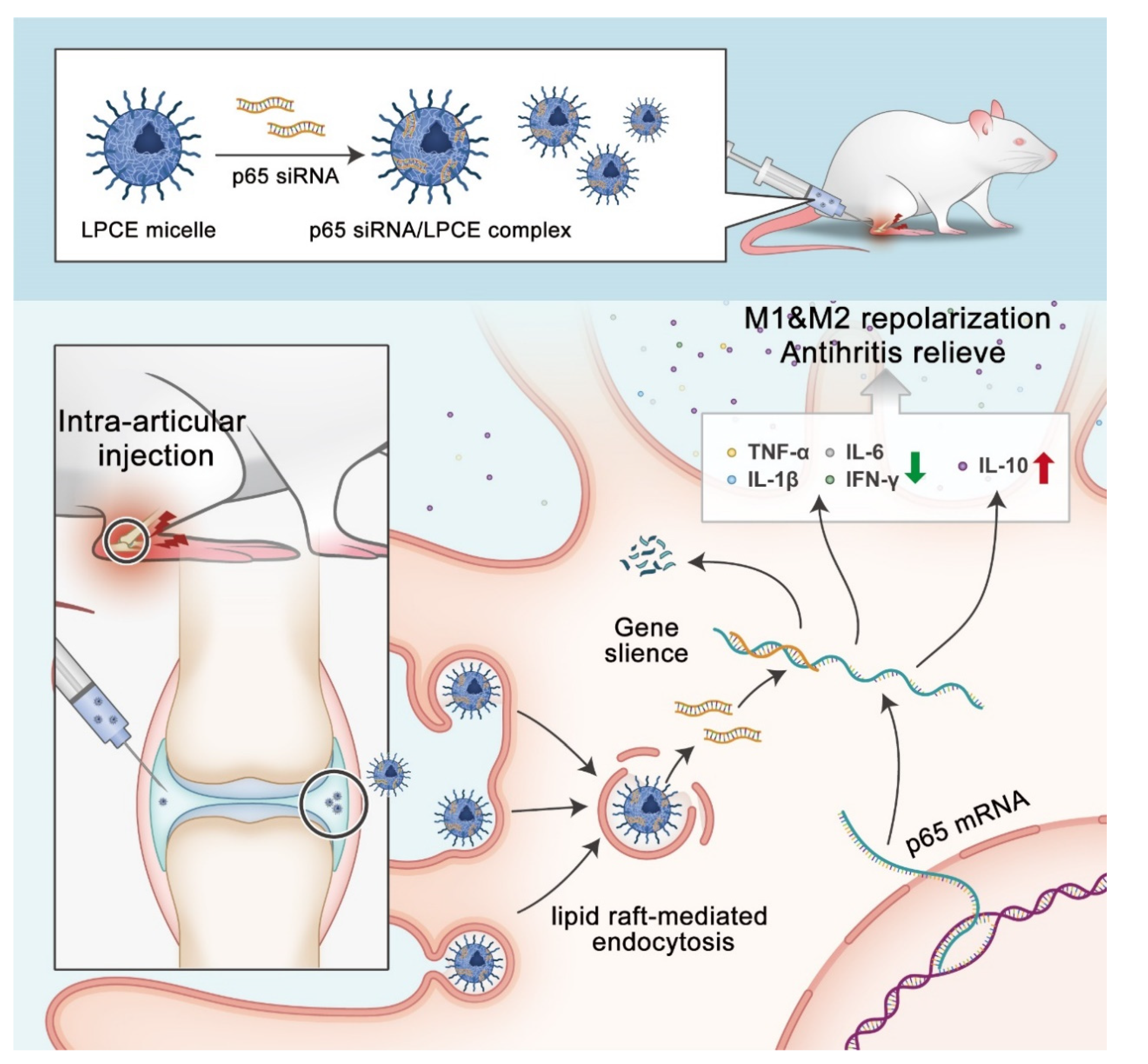 Pharmaceutics 14 00162 sch002 550