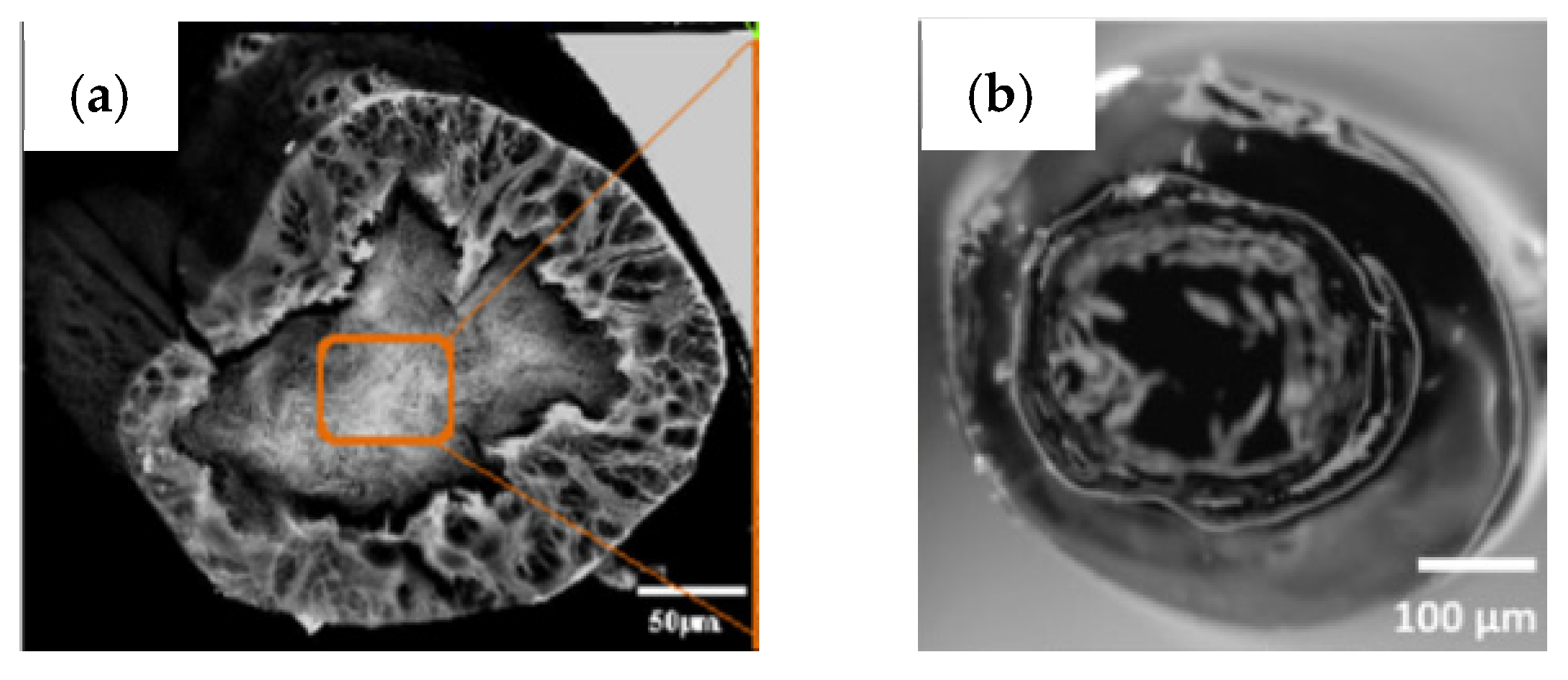Pharmaceutics 14 00164 g008 Pharmaceutics 14 00164 g008