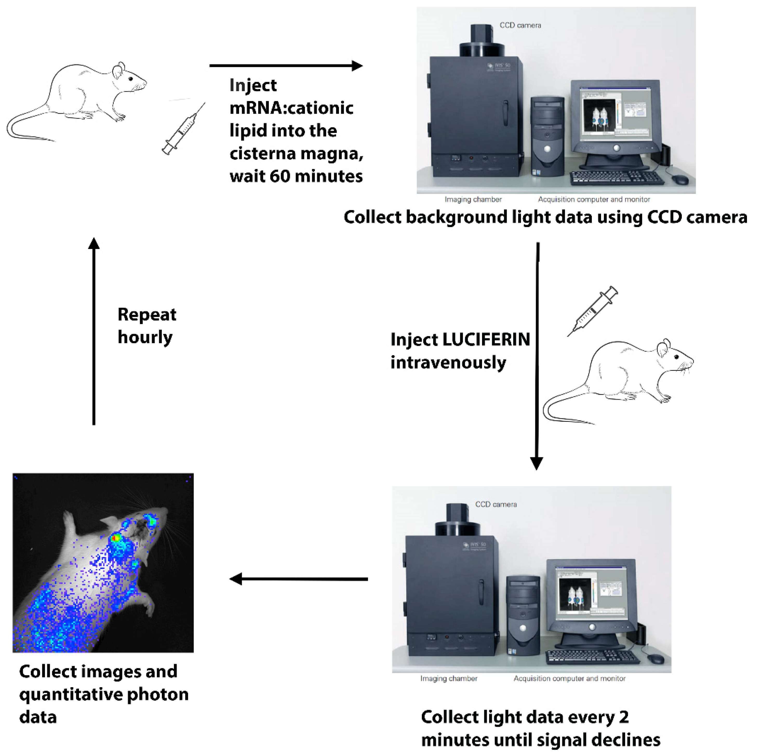 Pharmaceutics 14 00165 g003