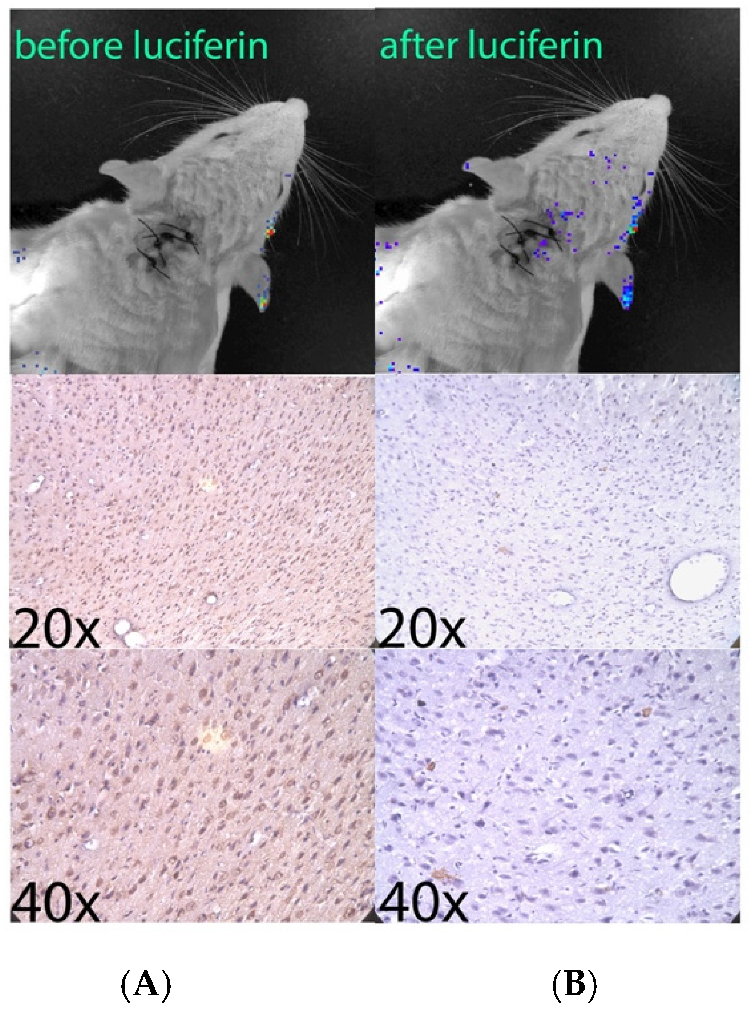 Pharmaceutics 14 00165 g006