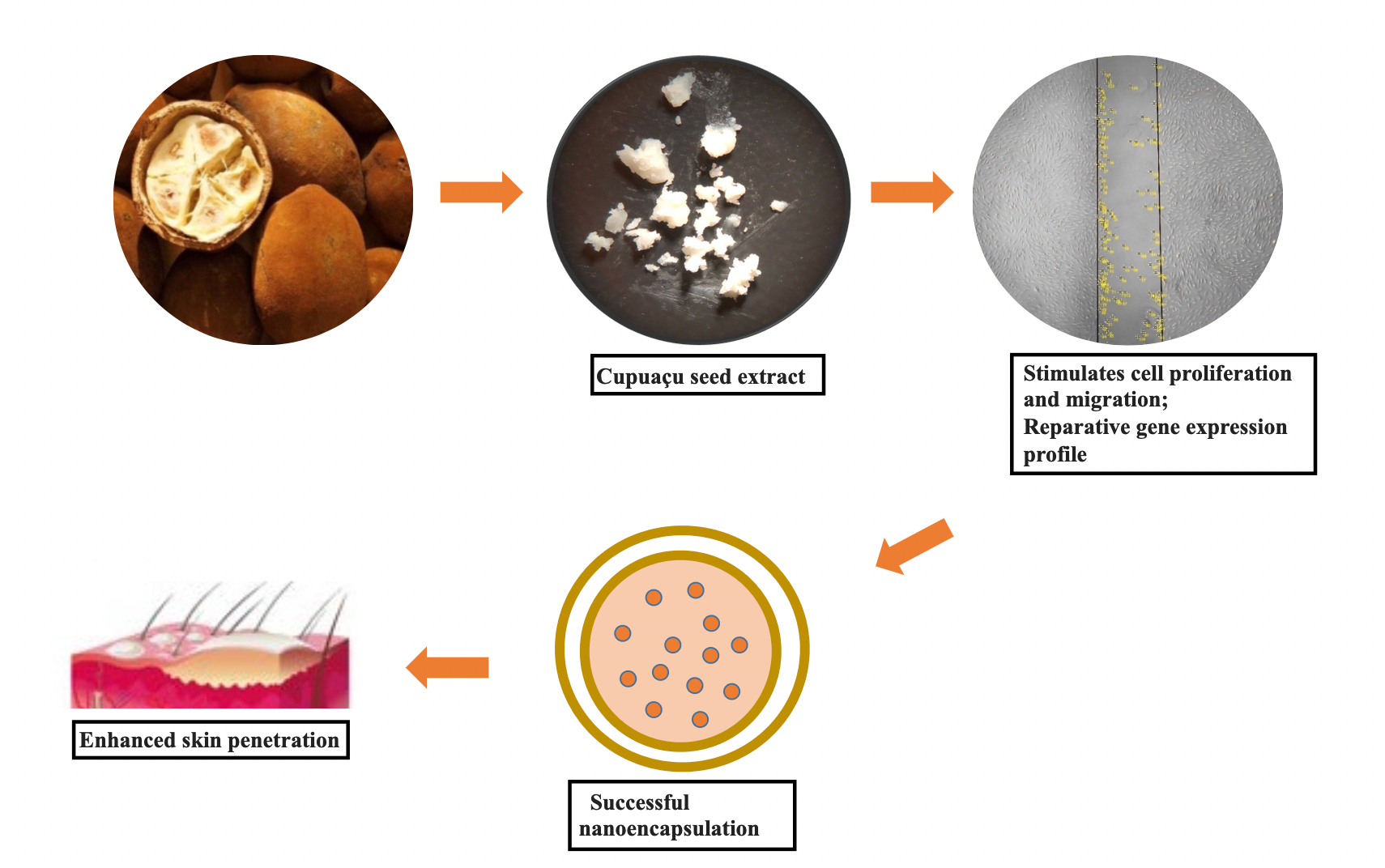Pharmaceutics Free Full Text Skin Regenerative Potential Of Cupua Ccedil U Seed Extract Theobroma Grandiflorum A Native Fruit From The Amazon Development Of A Topical Formulation Based On Chitosan Coated Nanocapsules Html