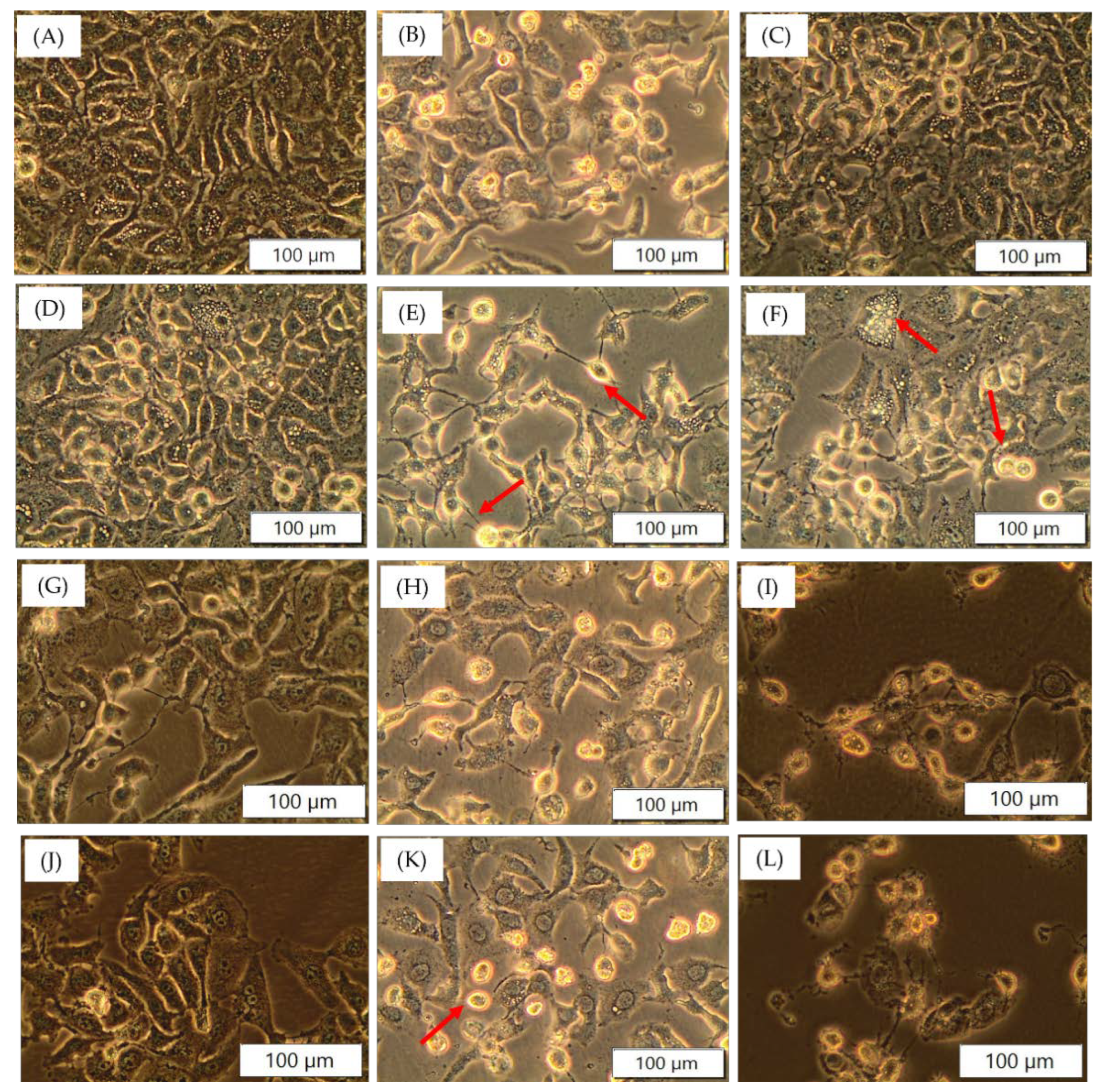 Pharmaceutics 14 00211 g005 550