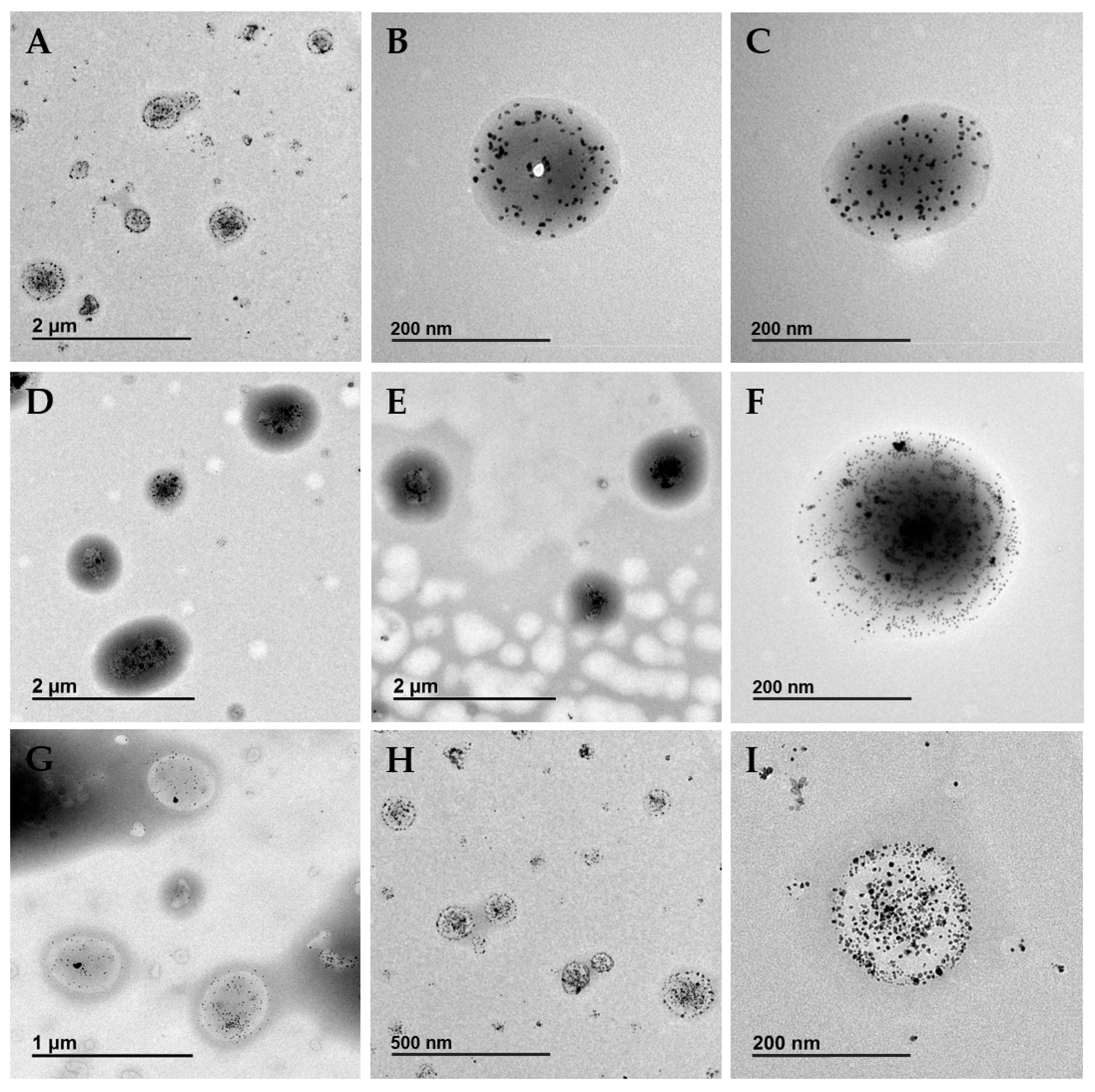 Pharmaceutics 14 00214 g002