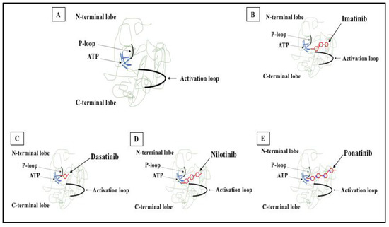 BCR-ABL1 Tyrosine Kinase Complex Signaling Transduction