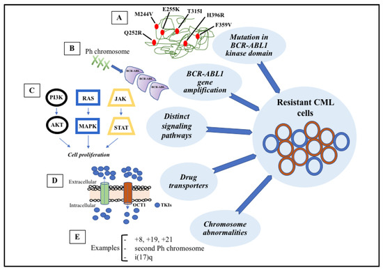 BCR-ABL1 Tyrosine Kinase Complex Signaling Transduction