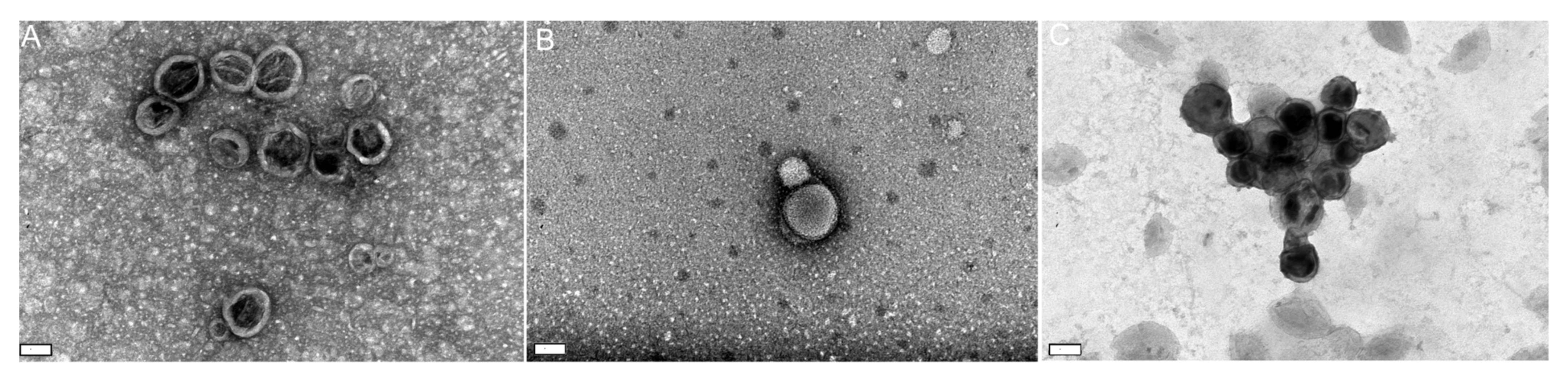 Pharmaceutics 14 00240 g003