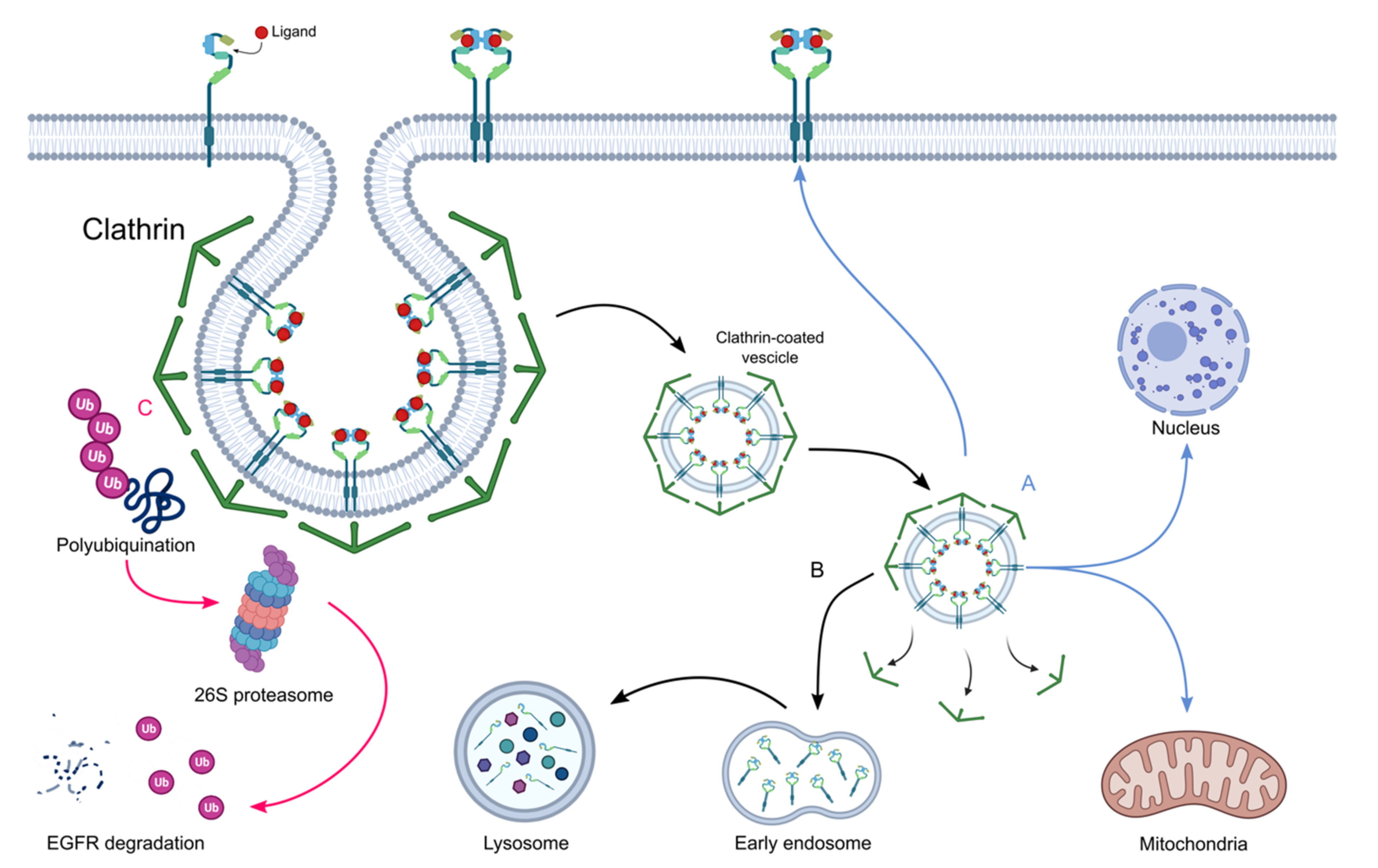 Pharmaceutics 14 00241 g006 Pharmaceutics 14 00241 g006