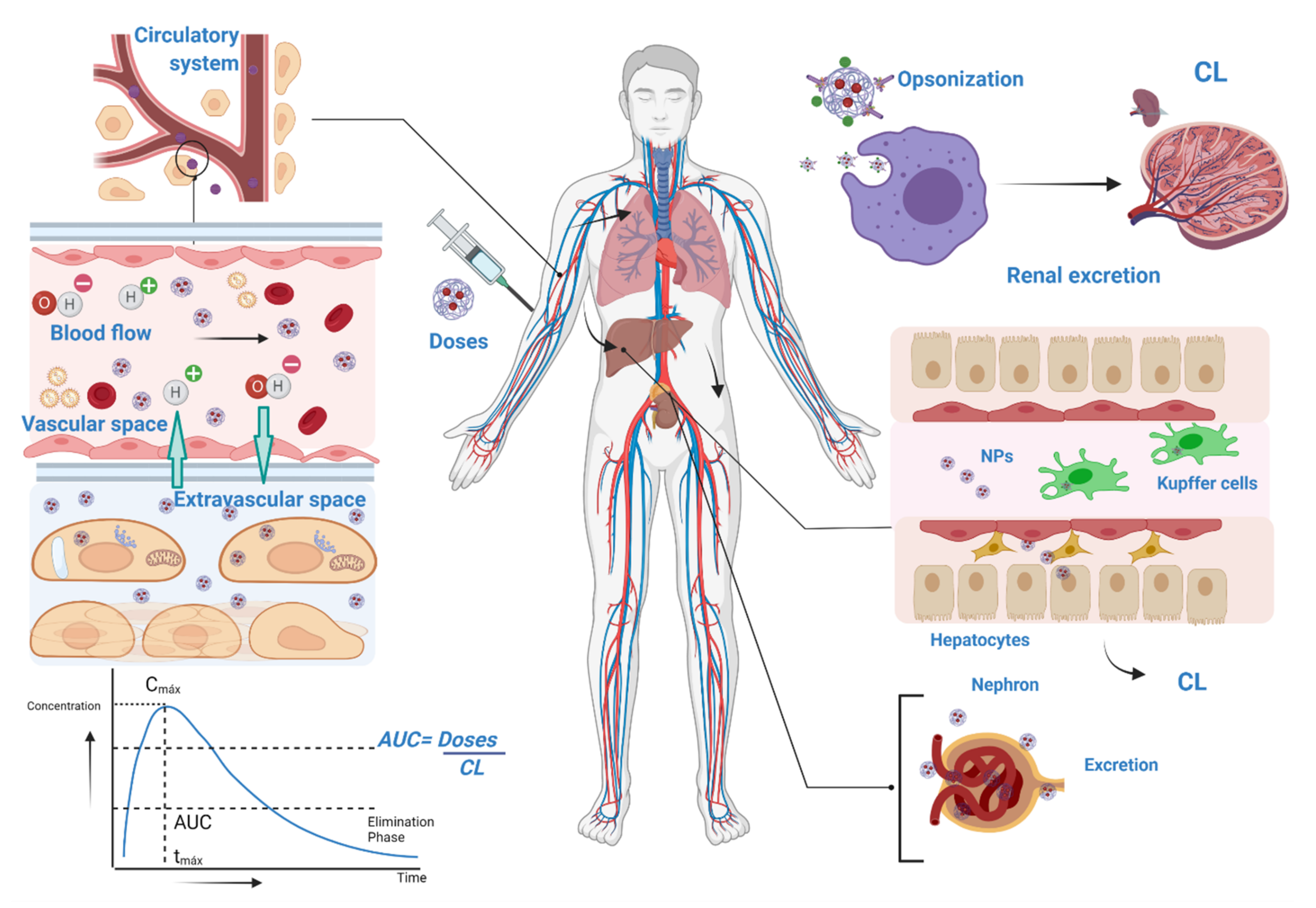 Pharmaceutics 14 00247 g009