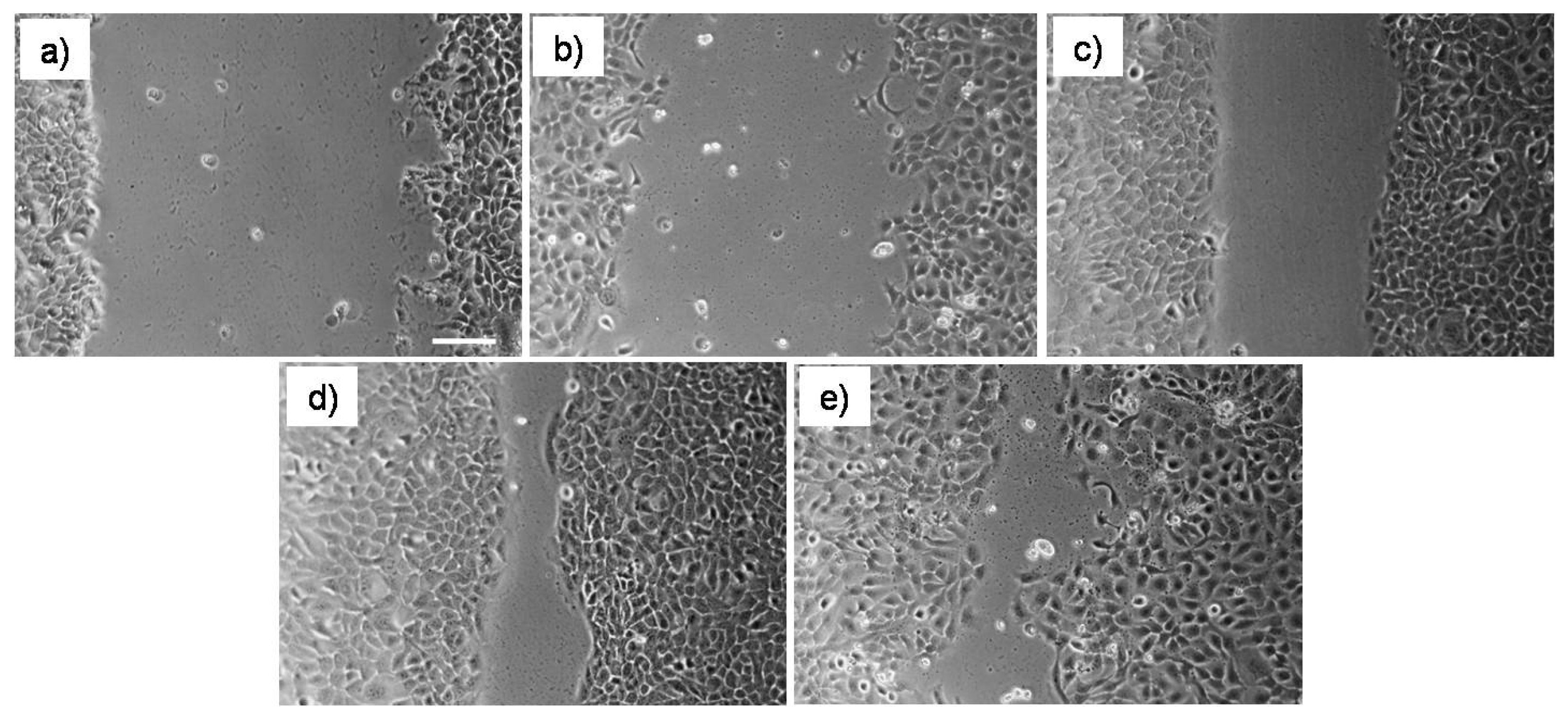 Pharmaceutics 14 00251 g002 550