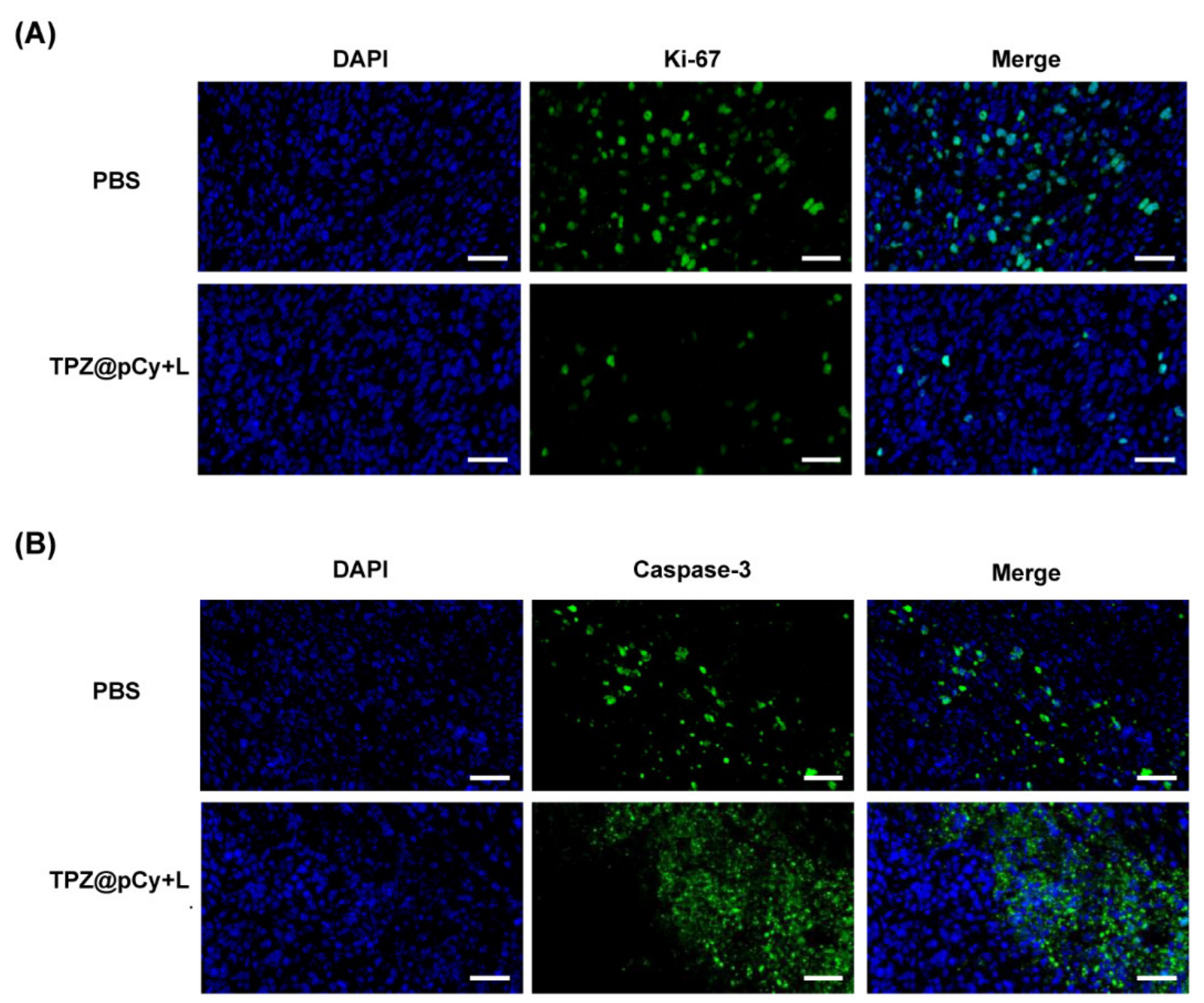 Pharmaceutics 14 00253 g009 550