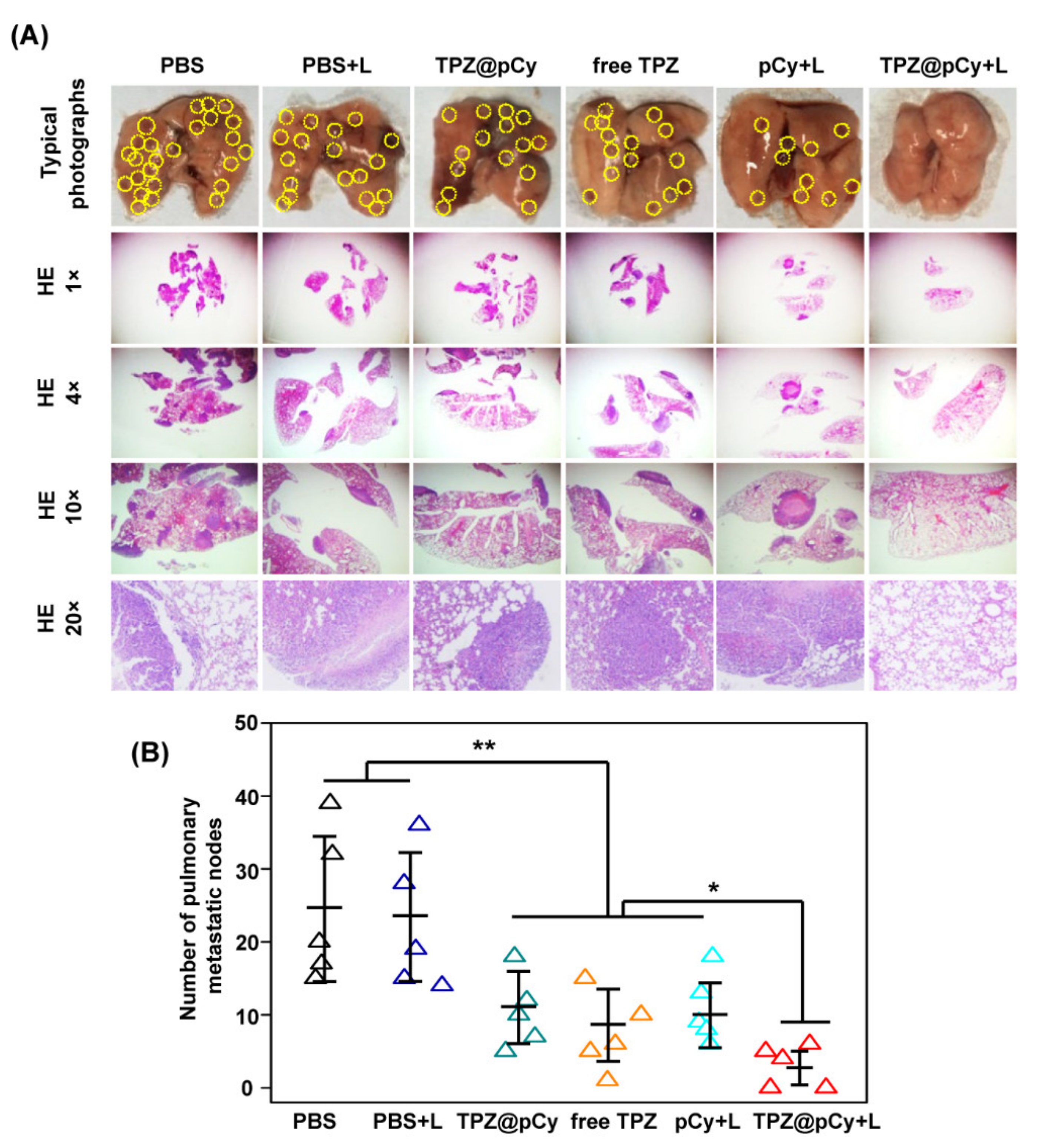 Pharmaceutics 14 00253 g010 550