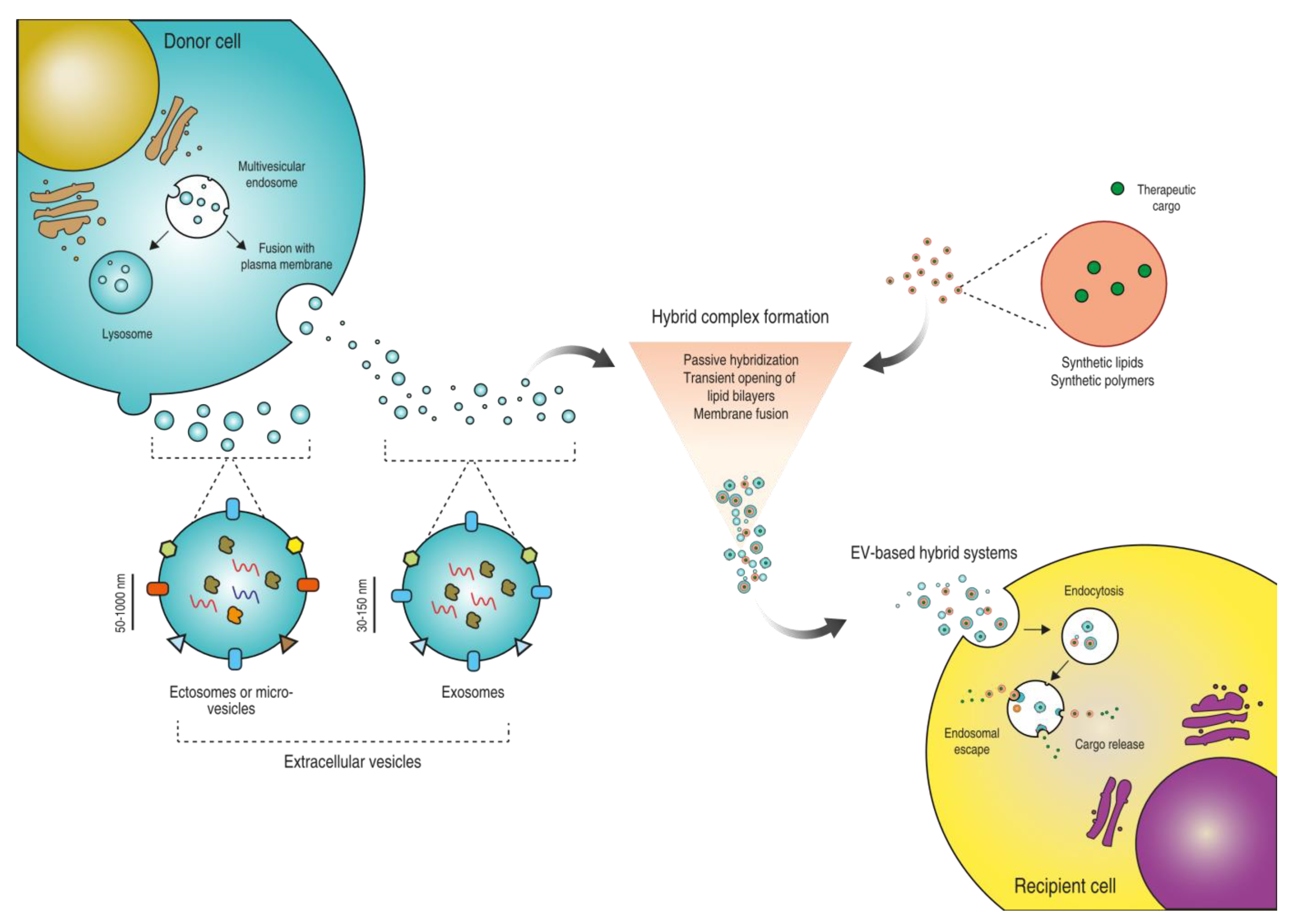 Pharmaceutics 14 00267 g001
